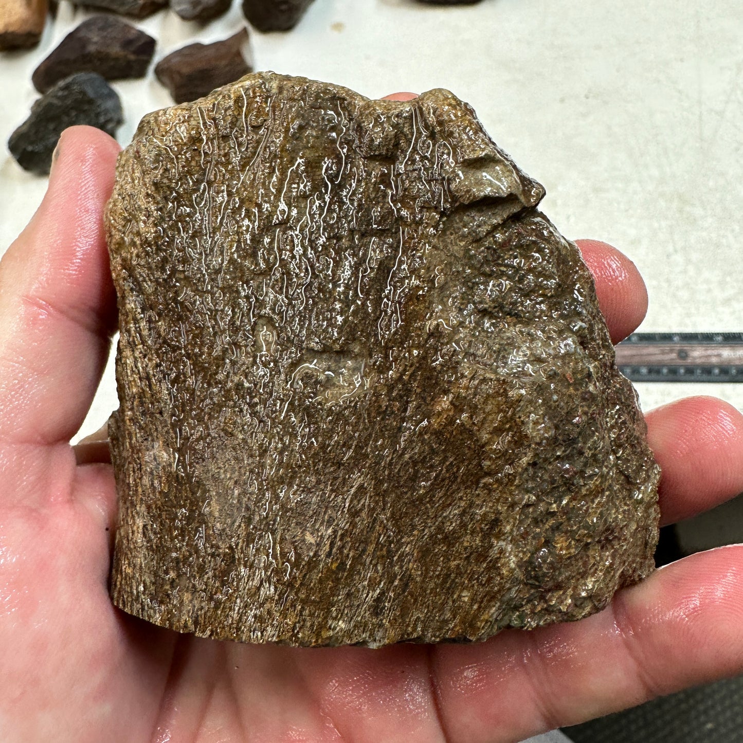 GEMBONE Dinosaur Bone Faced Rough - 19.7 ounces