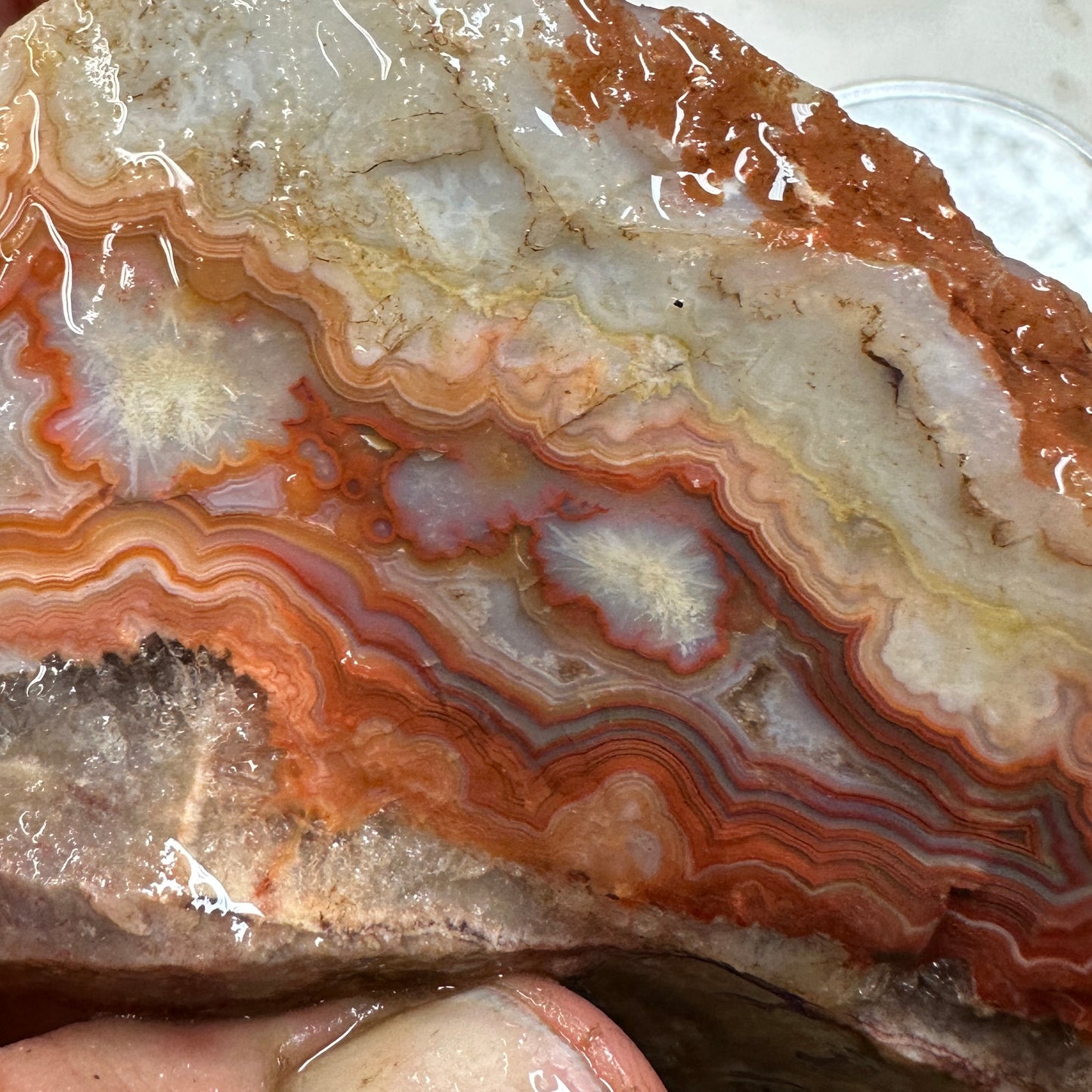 CRAZY LACE AGATE Rough - 1.17 Pounds