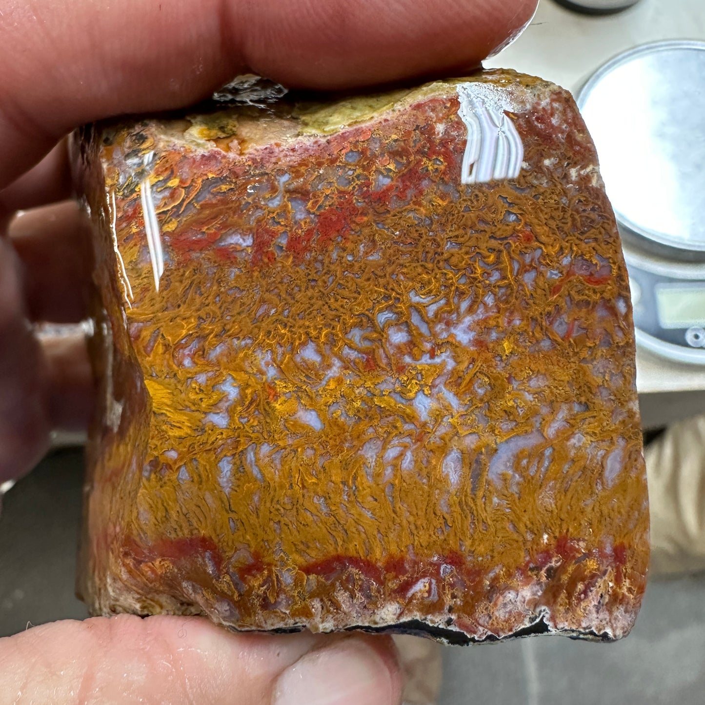 WINGATE PASS PLUME AGATE Windowed Rough - 1.15 Pounds