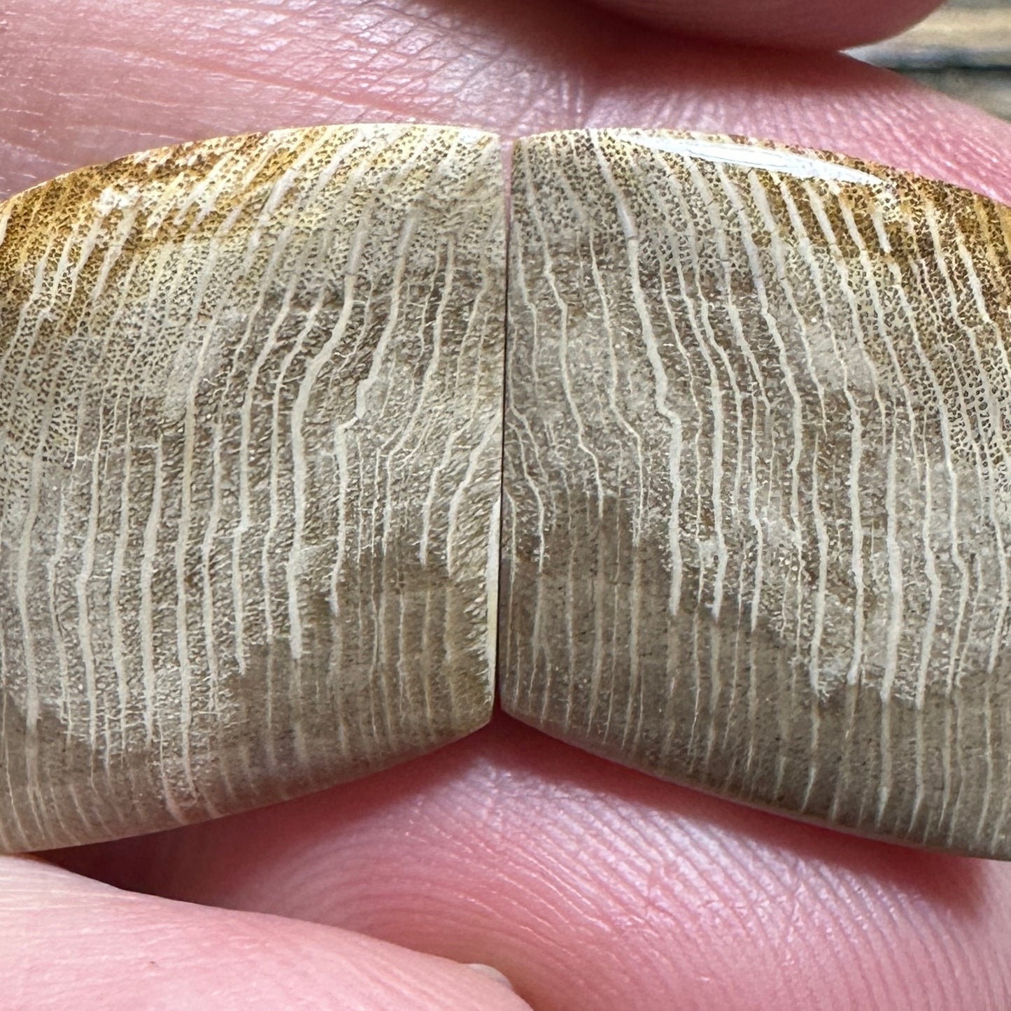 PETRIFIED WOOD cabochon pair