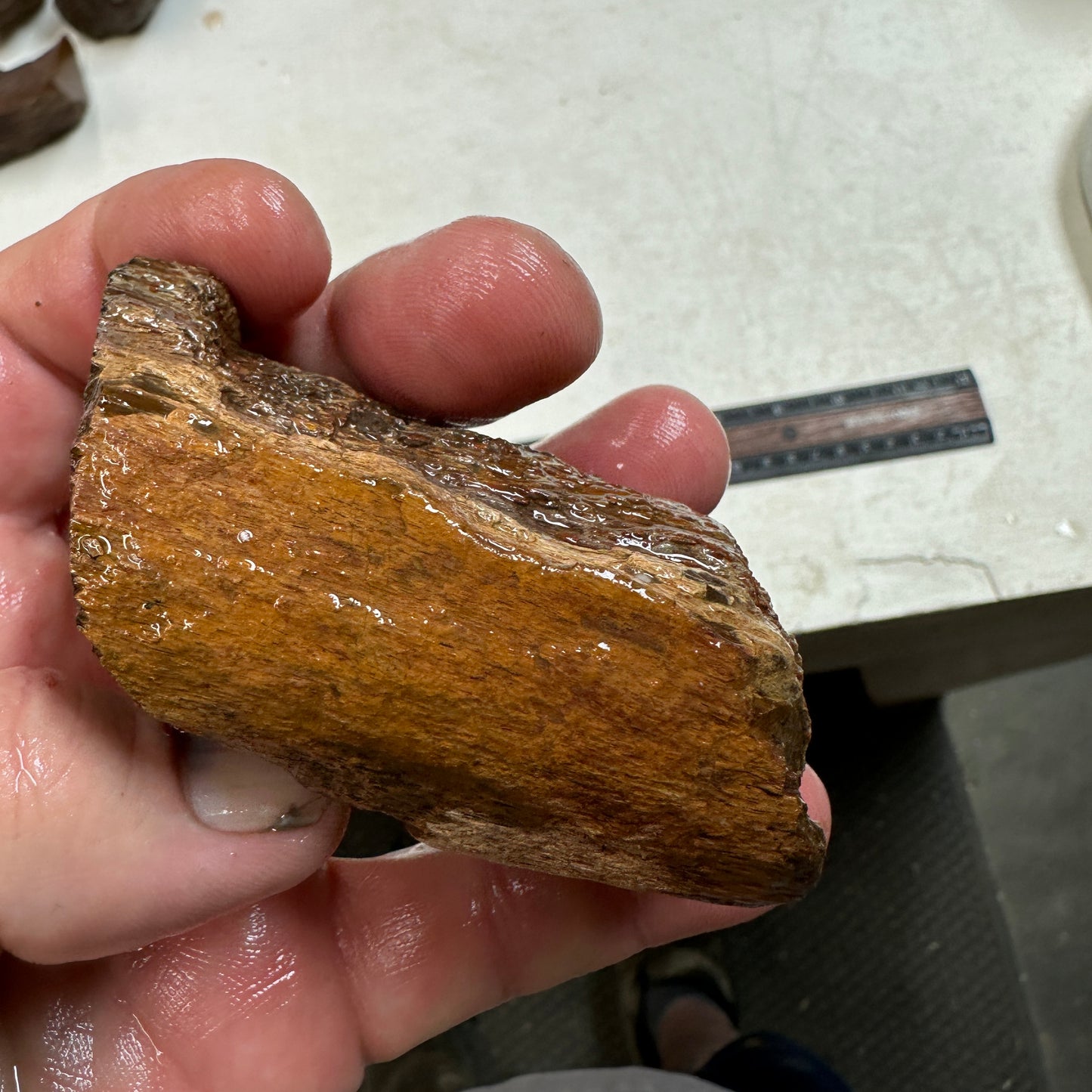 GEMBONE Dinosaur Bone Faced Rough - 9.4 ounces