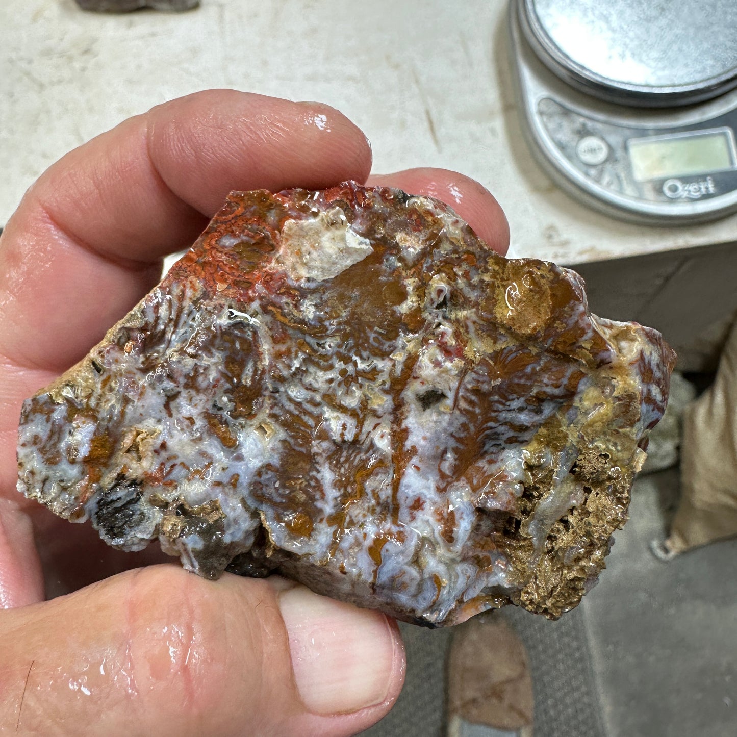 WINGATE PASS PLUME AGATE Windowed Rough - 0.68 Pounds