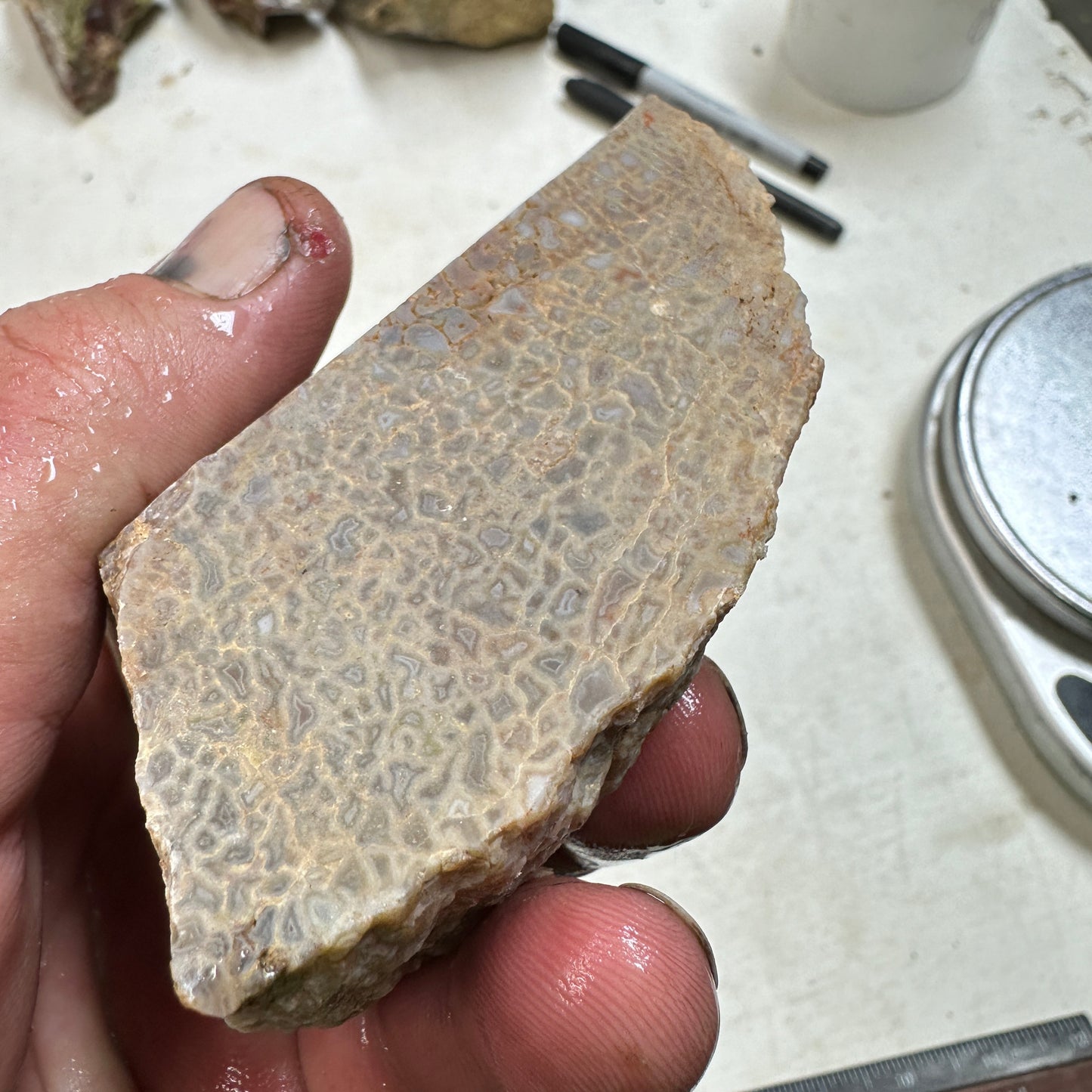 GEMBONE Dinosaur Bone Faced Rough - 0.89 Pounds