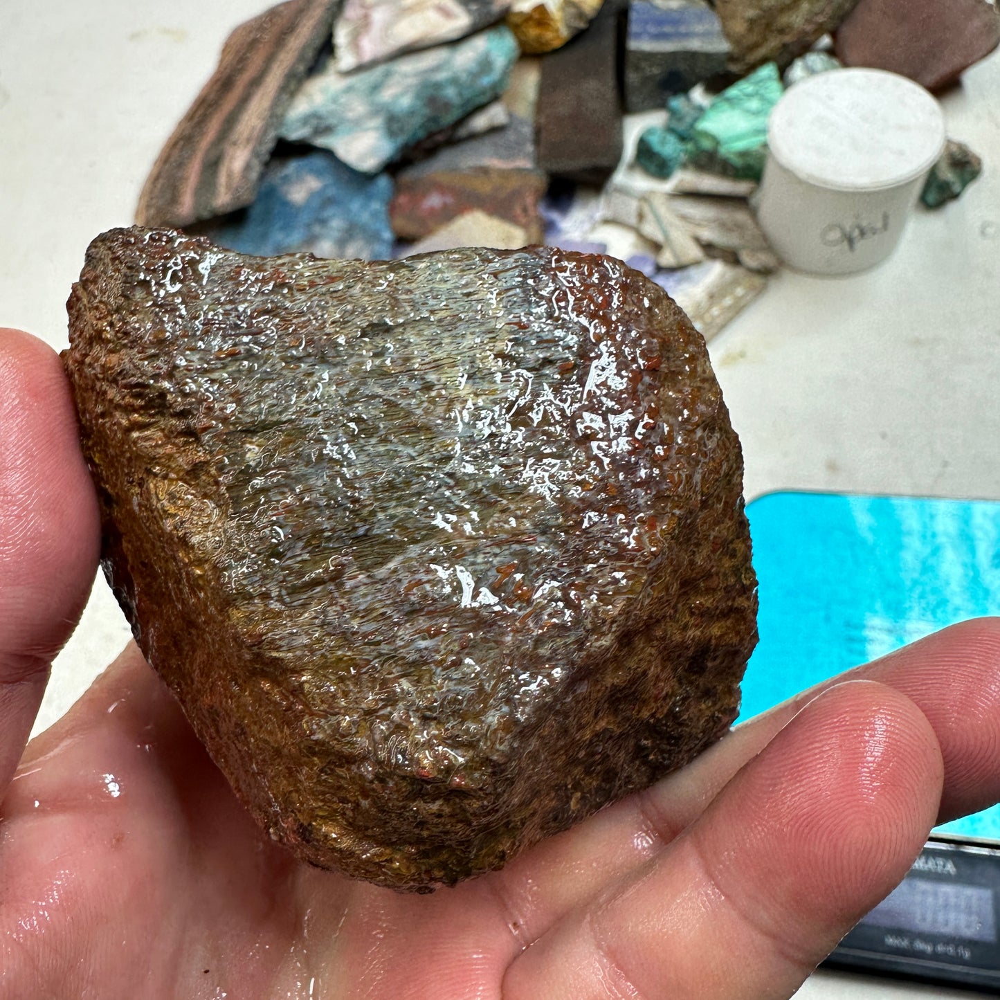 GEMBONE Dinosaur Bone Faced Rough - 0.82 Pounds