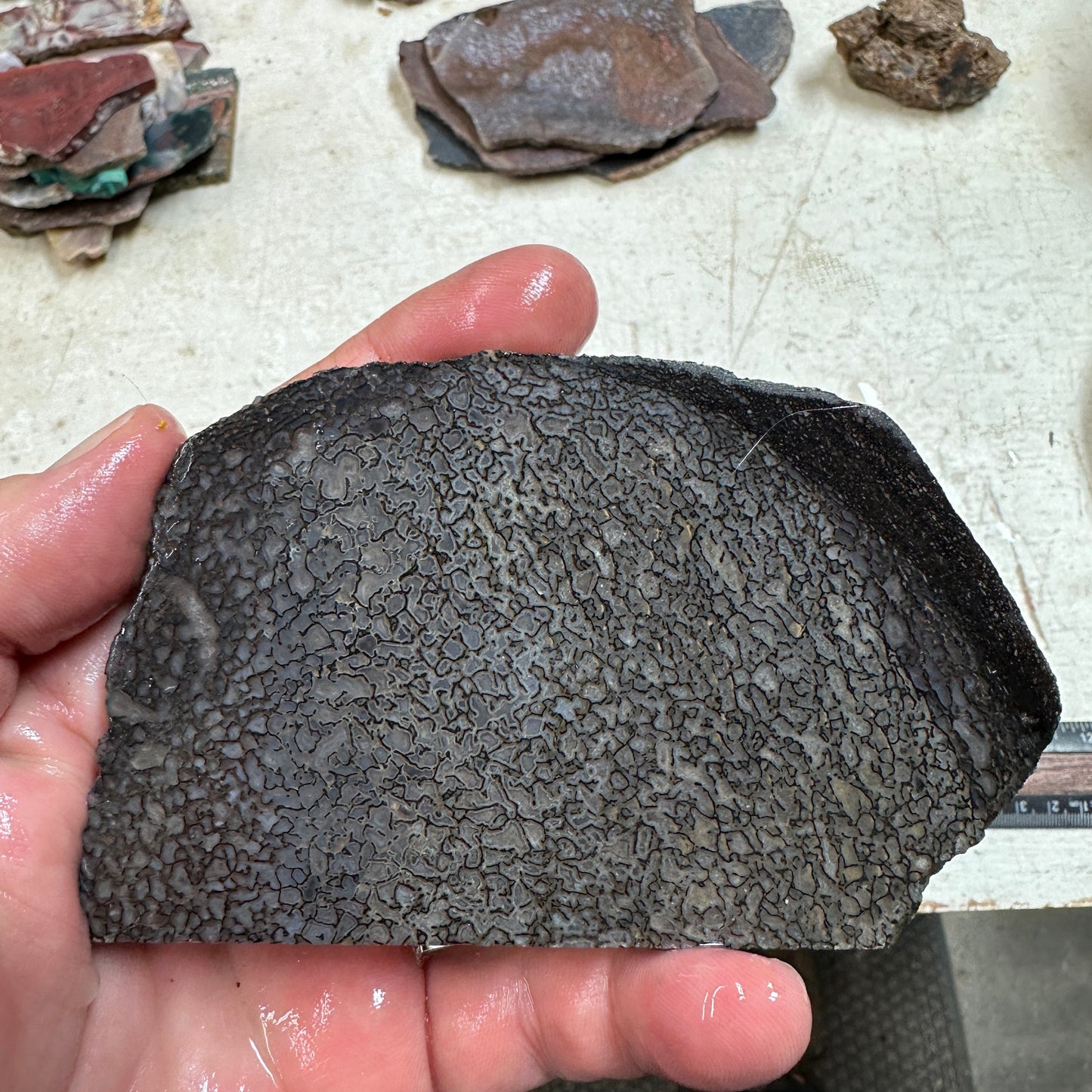 GEMBONE Dinosaur Bone Slab - 140 grams