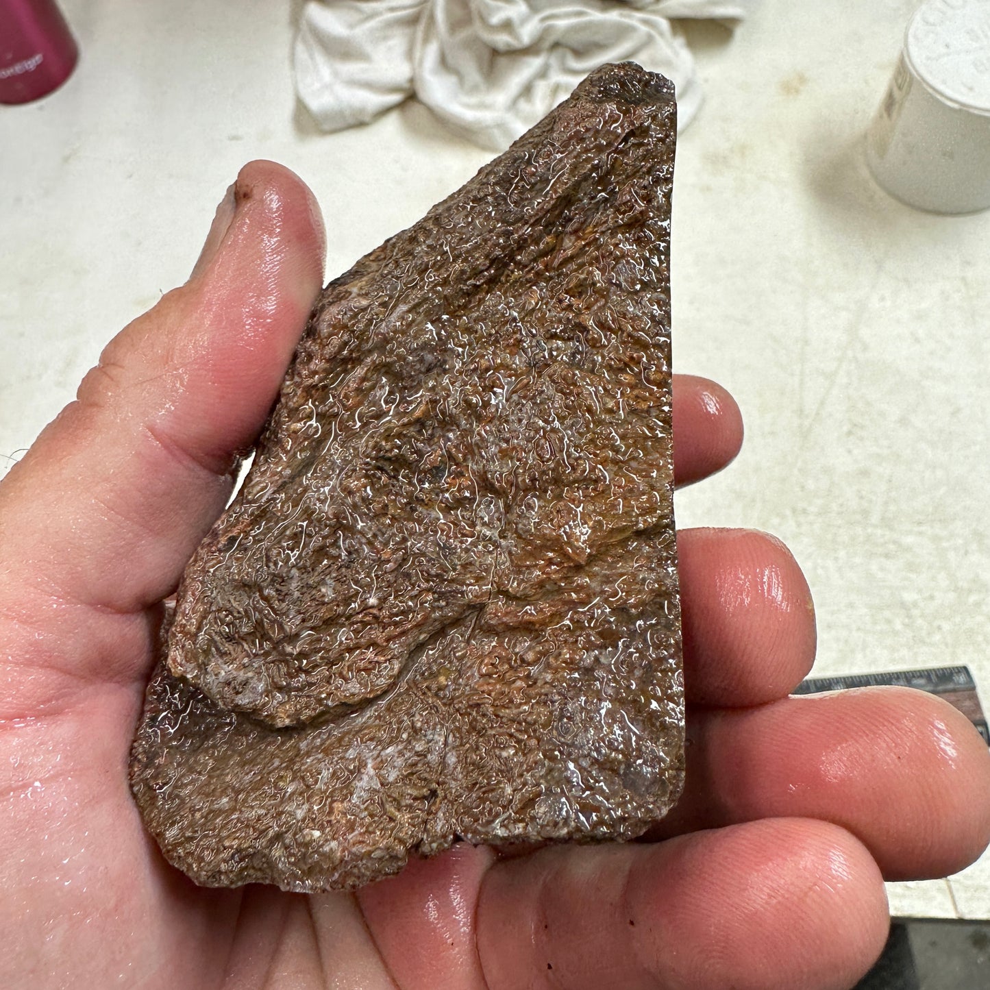 GEMBONE Dinosaur Bone Faced Rough - 0.81 Pounds