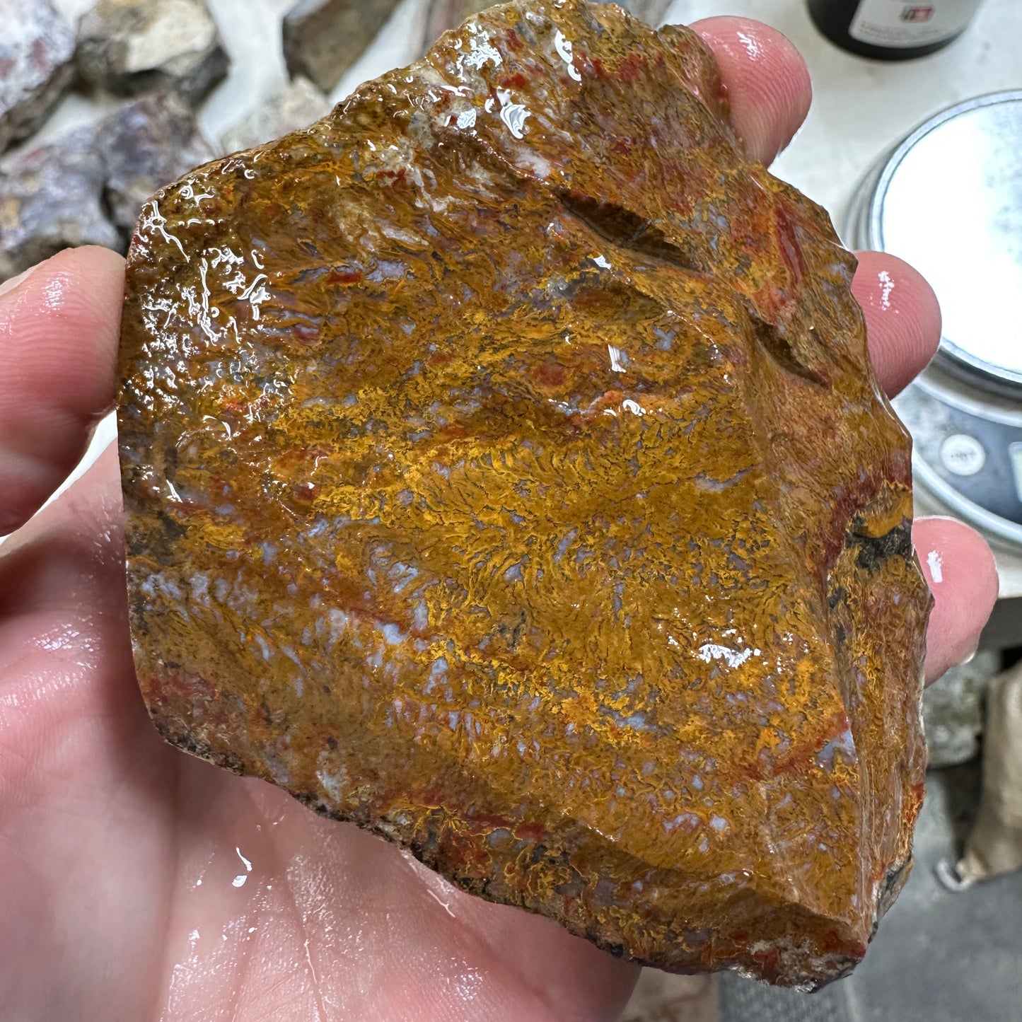 WINGATE PASS PLUME AGATE Windowed Rough - 0.94 Pounds