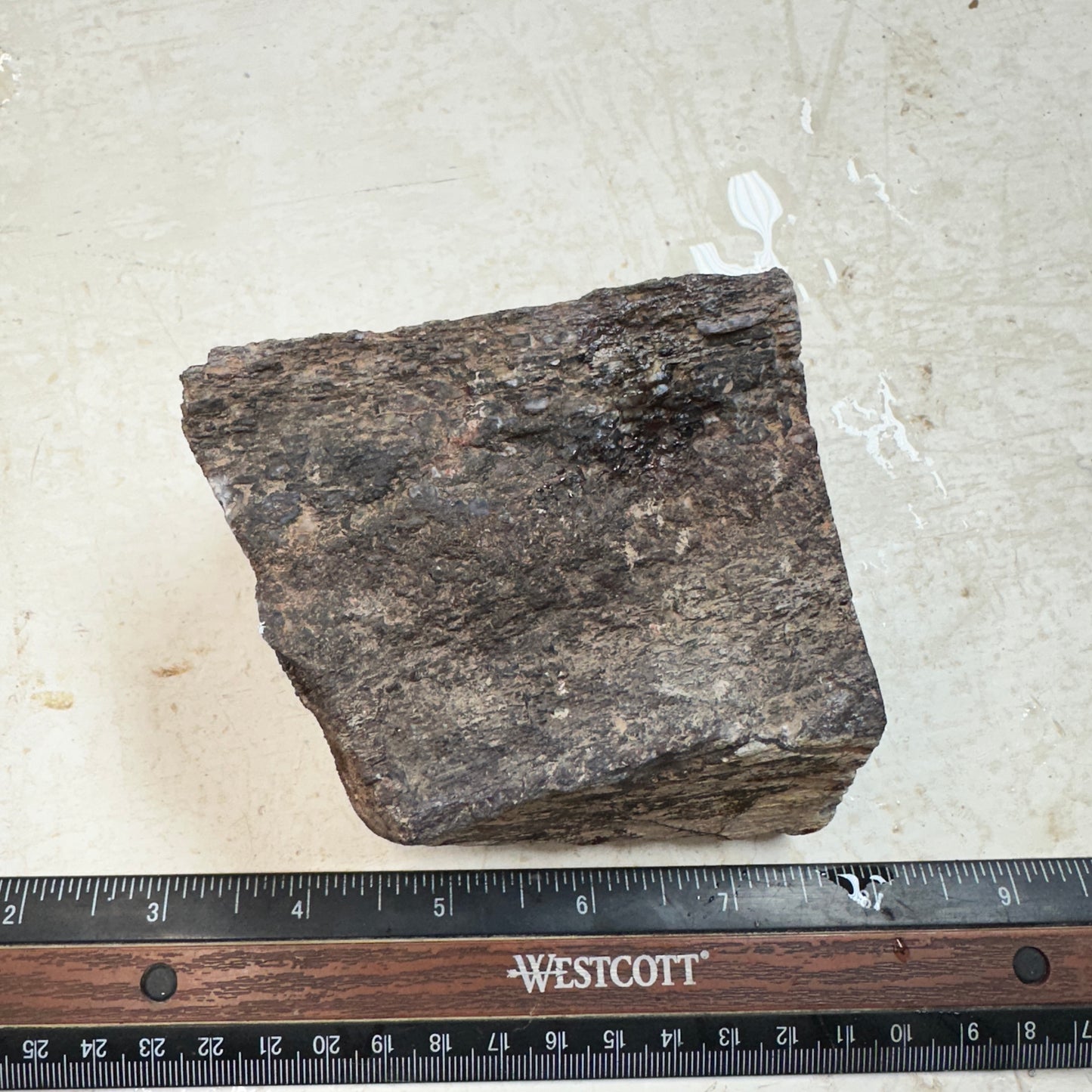 GEMBONE Dinosaur Bone Faced Rough - 2.15 Pounds