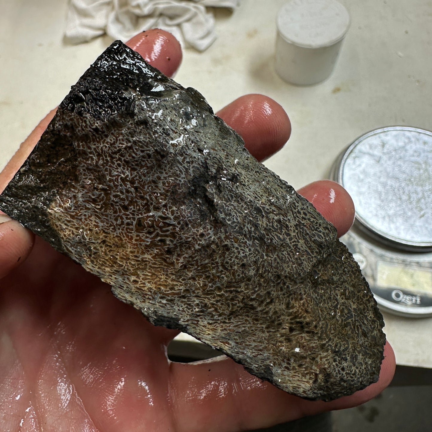 GEMBONE Dinosaur Bone Faced Rough - 0.82 Pounds