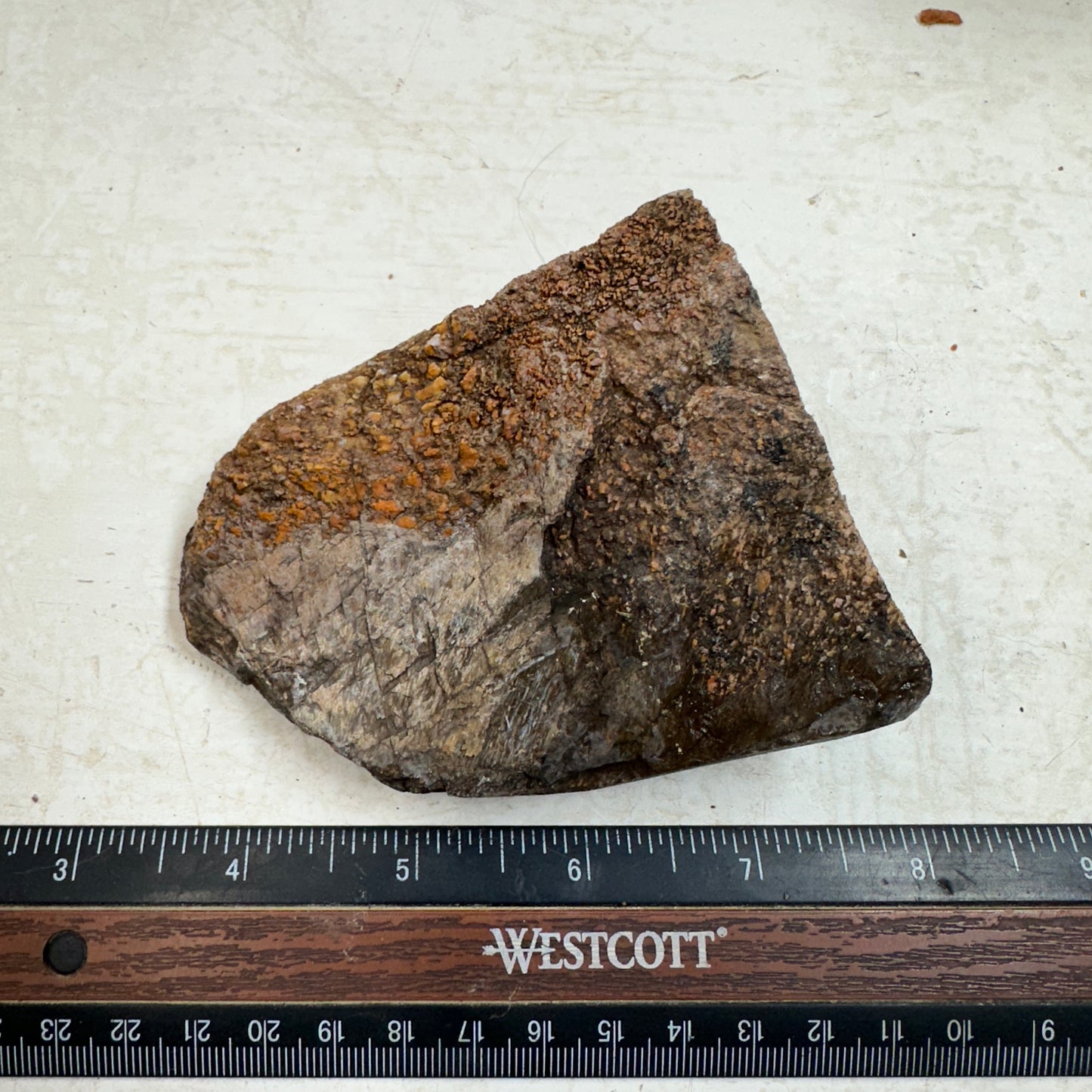 GEMBONE Dinosaur Bone Faced Rough - 0.74 Pounds