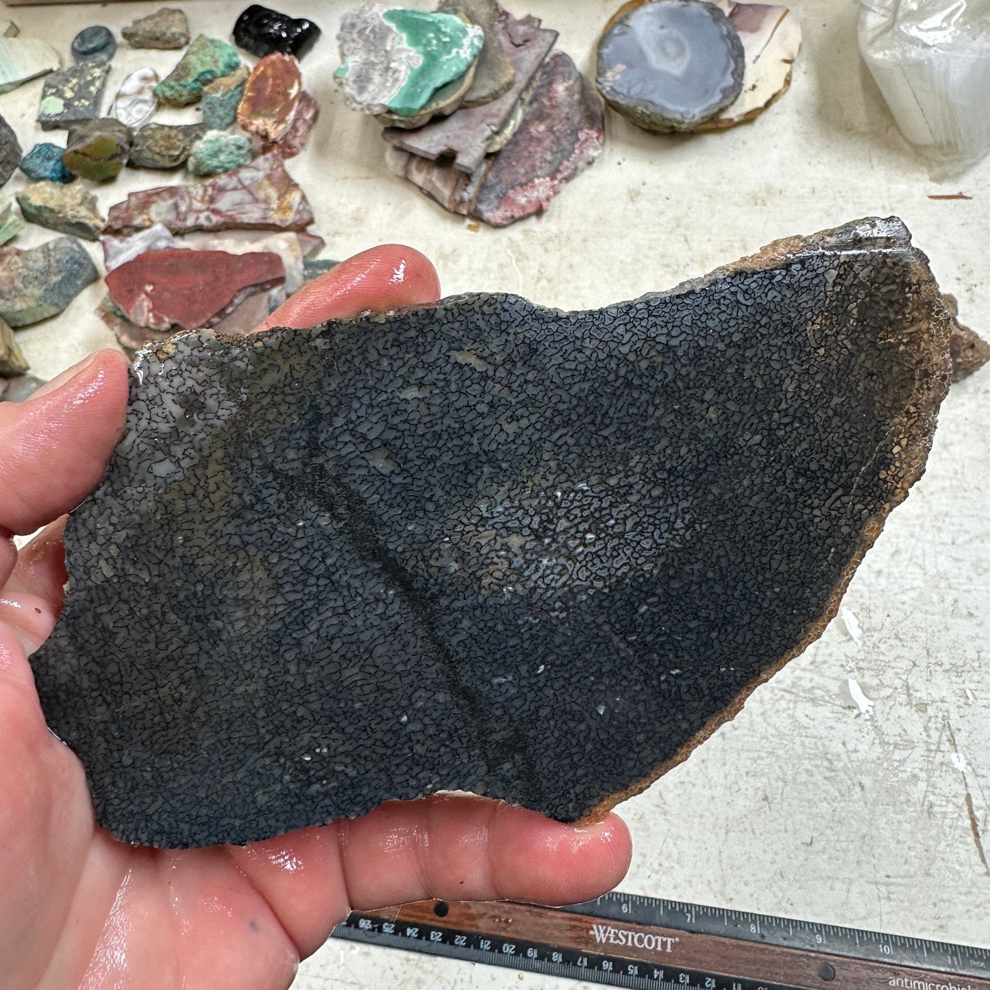 GEMBONE Dinosaur Bone Slab - 222 grams