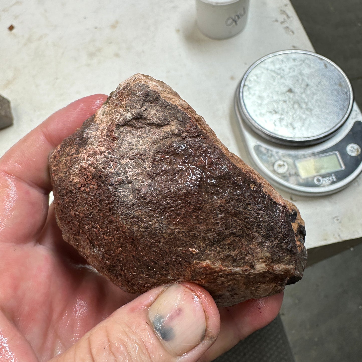 GEMBONE Dinosaur Bone Faced Rough - 1.34 Pounds