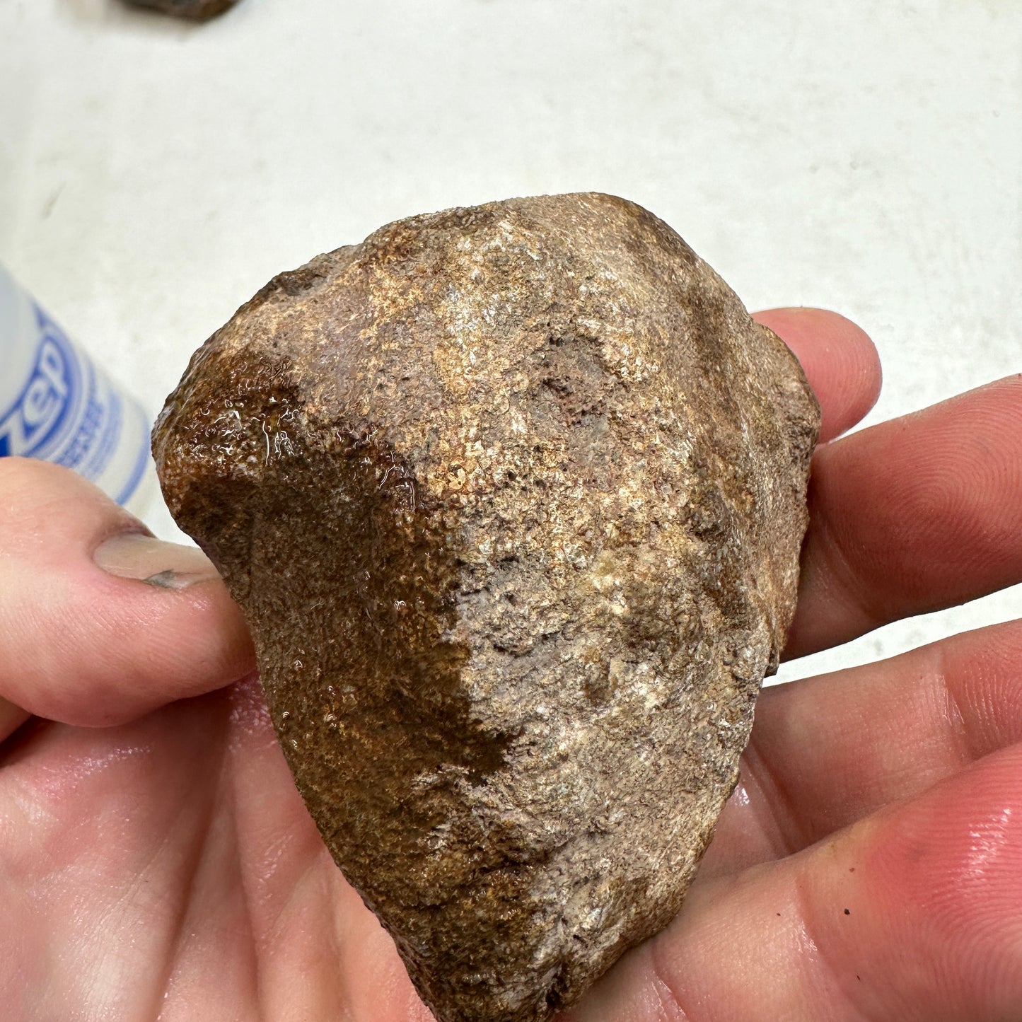 GEMBONE Dinosaur Bone Faced Rough - 10.3 ounces