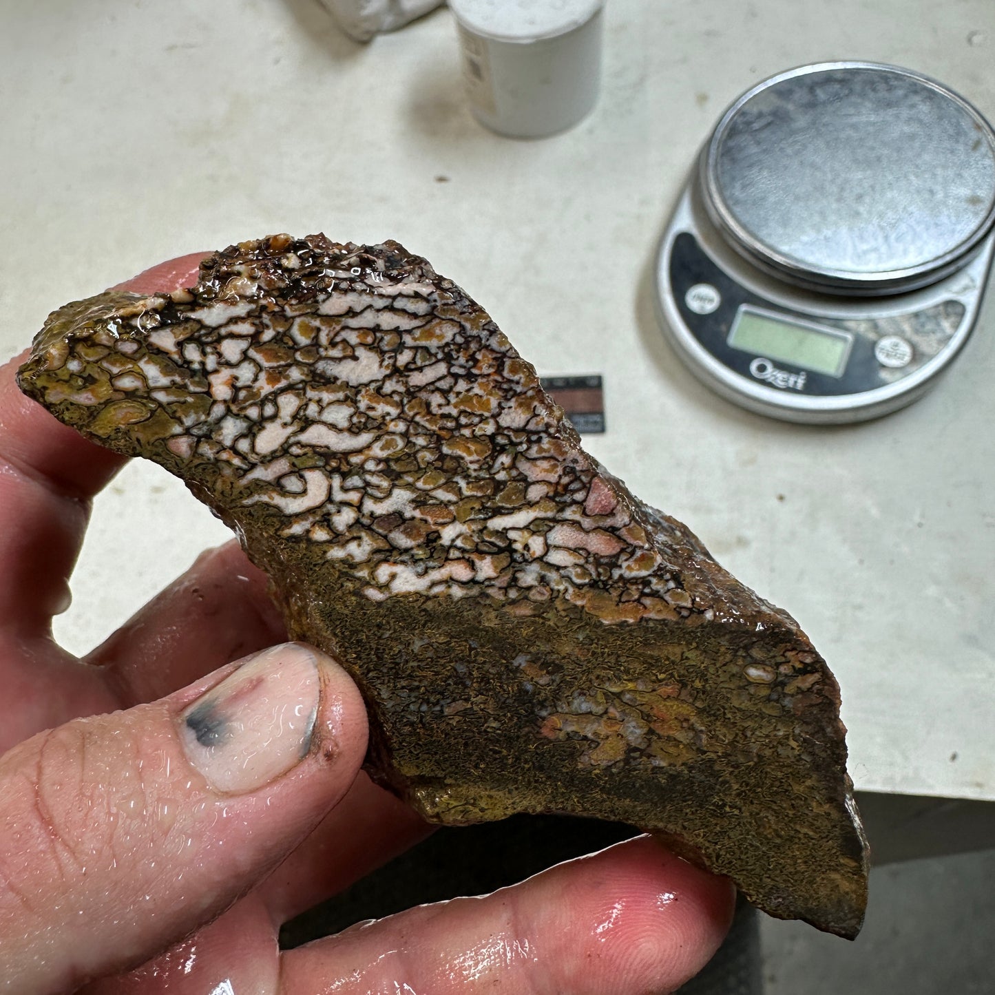 GEMBONE Dinosaur Bone Faced Rough - 0.78 Pounds