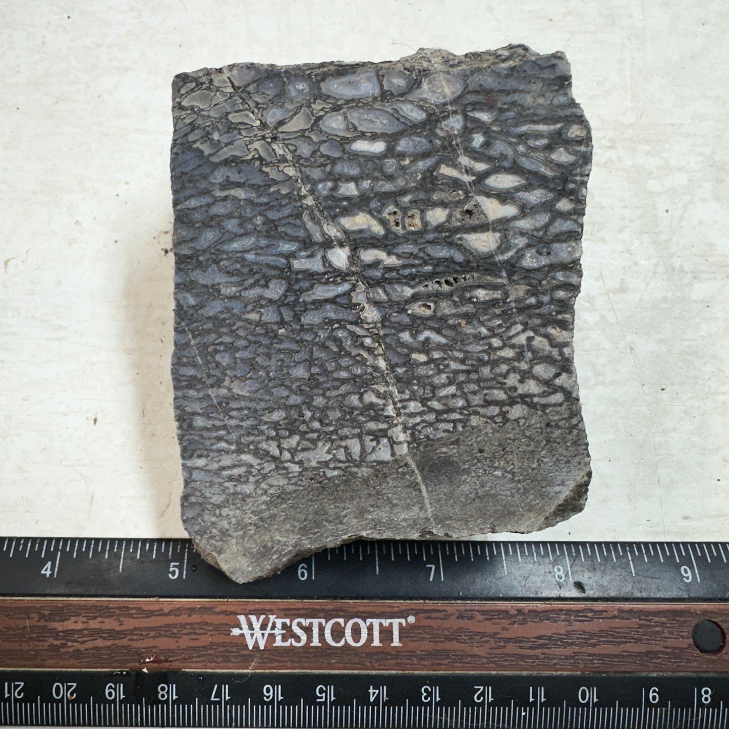 GEMBONE Dinosaur Bone Faced Rough - 1.04 Pounds