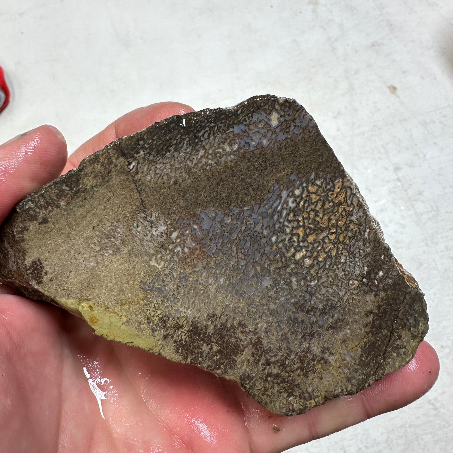 GEMBONE Dinosaur Bone Faced Rough - 1.10 Pounds