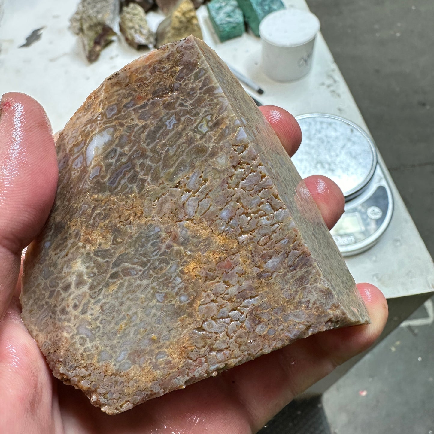 GEMBONE Dinosaur Bone Faced Rough - 0.89 Pounds