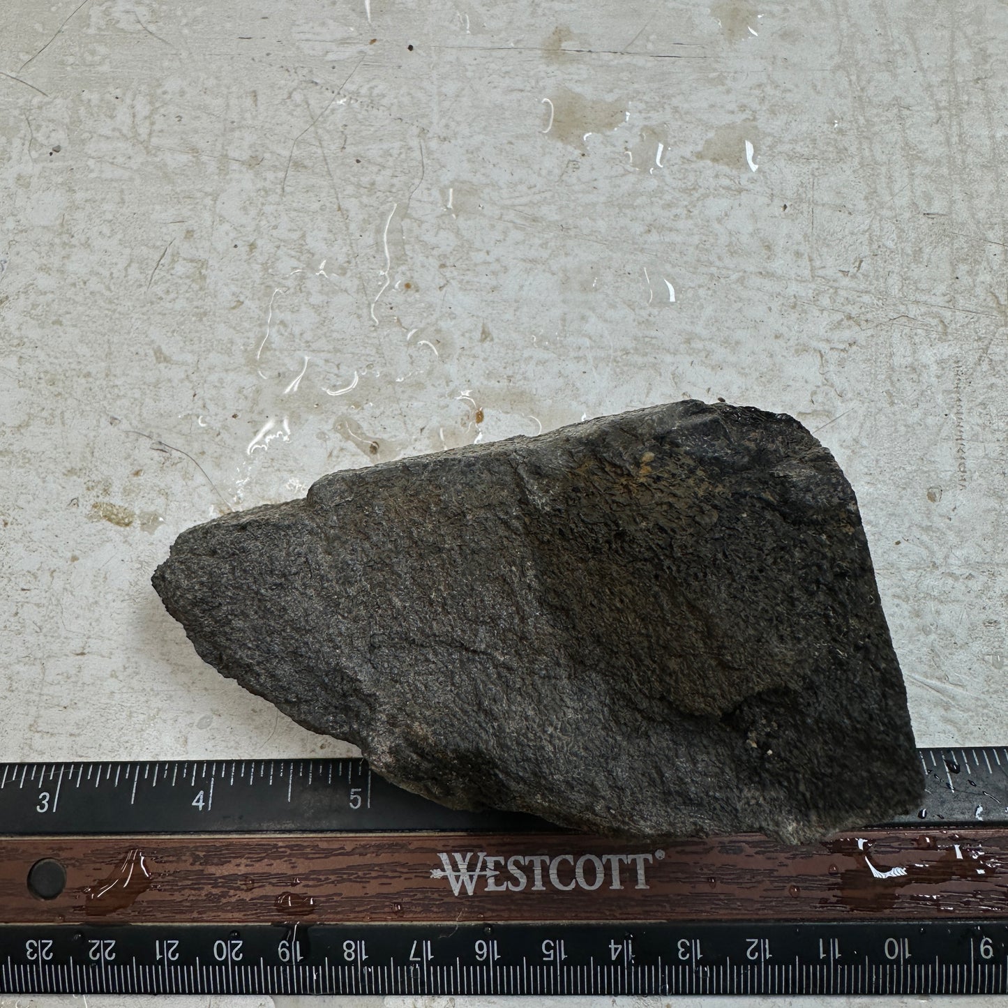 GEMBONE Dinosaur Bone Faced Rough - 0.82 Pounds