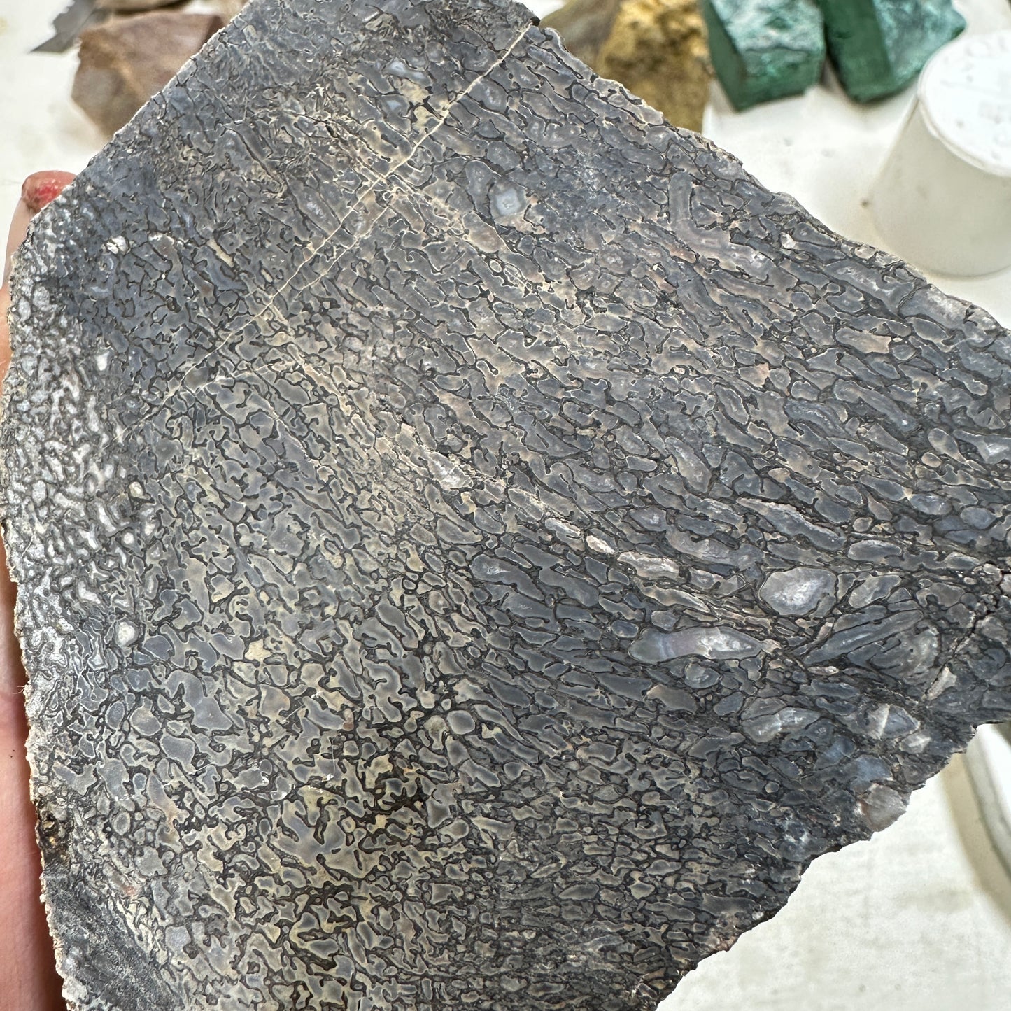 GEMBONE Dinosaur Bone Faced Rough - 2.01 Pounds