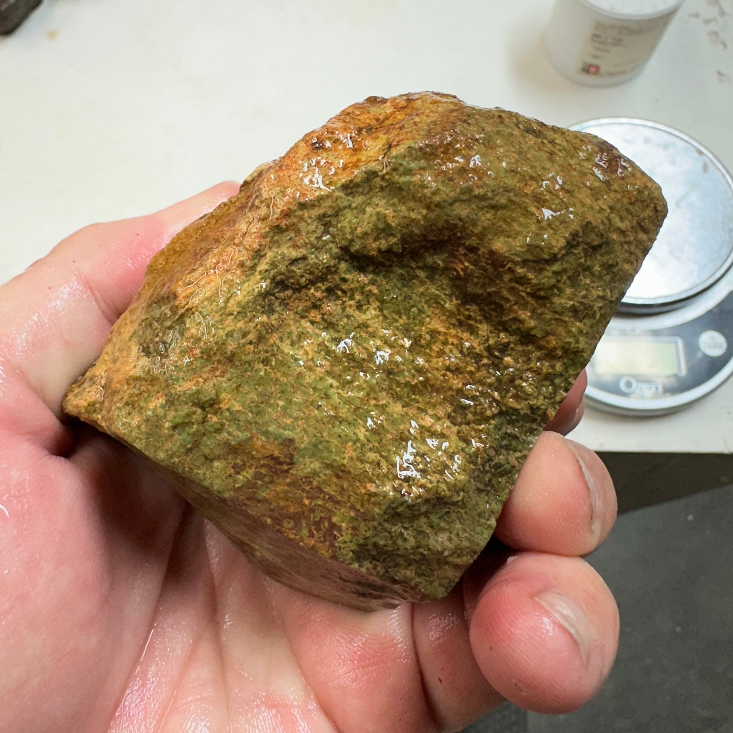 GEMBONE Dinosaur Bone Faced Rough - 16.7 ounces