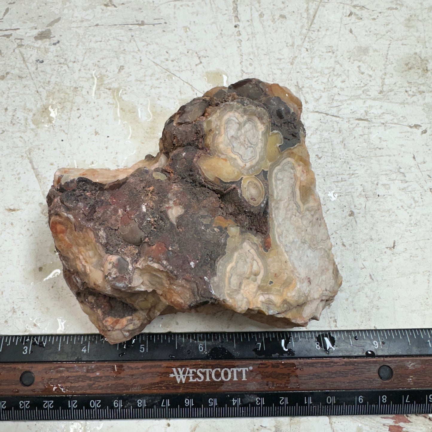 CRAZY LACE AGATE Rough - 1.56 pounds