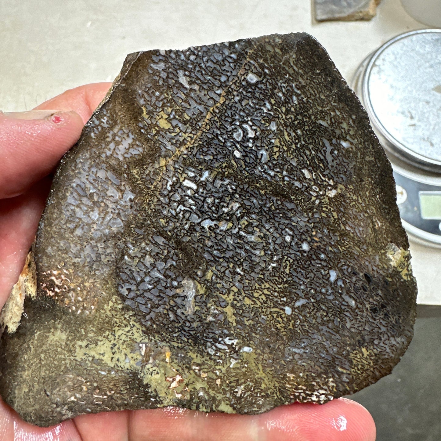 GEMBONE Dinosaur Bone Slab - 143 grams