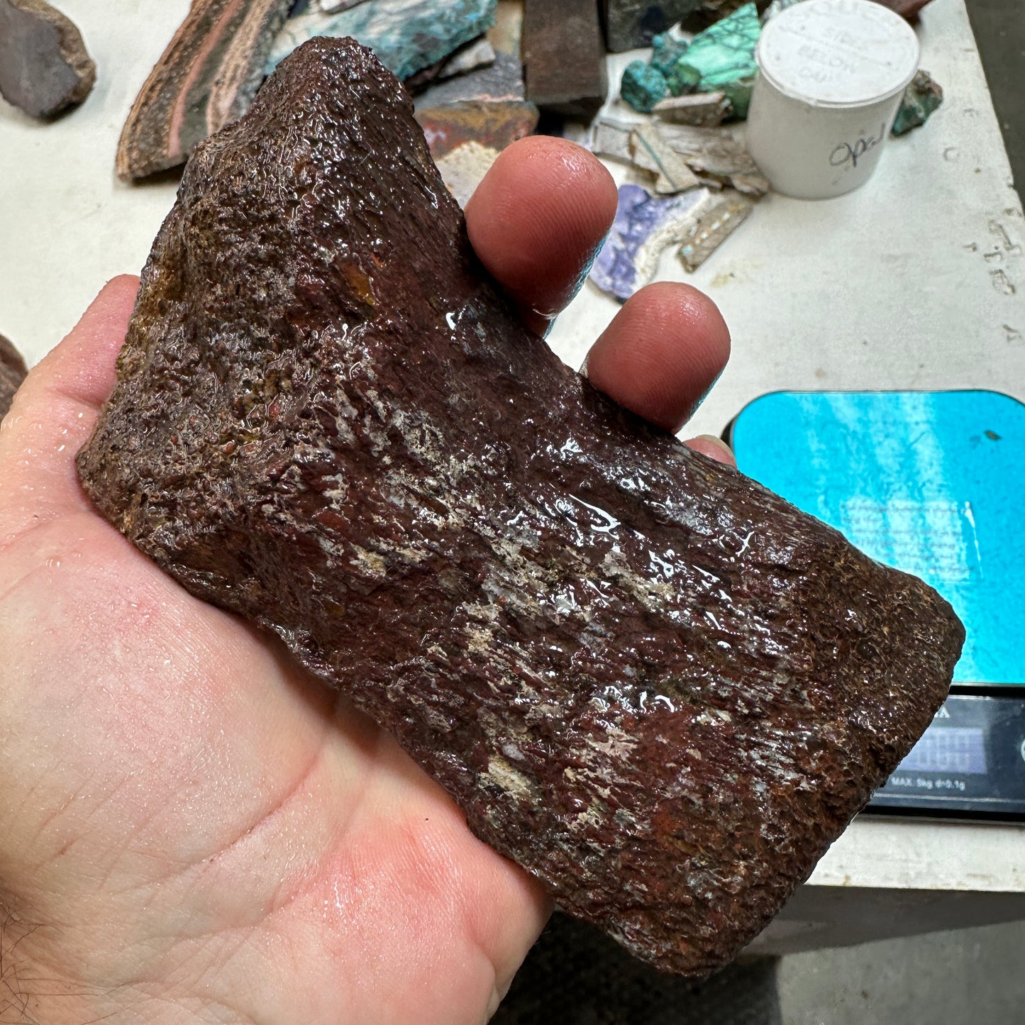 GEMBONE Dinosaur Bone Faced Rough - 1.82 Pounds