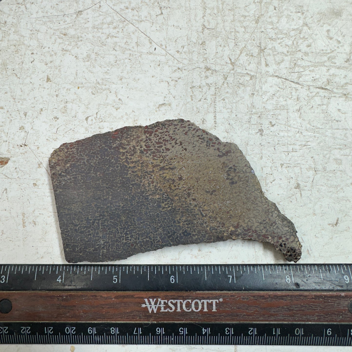 GEMBONE Dinosaur Bone Slab - 85 grams