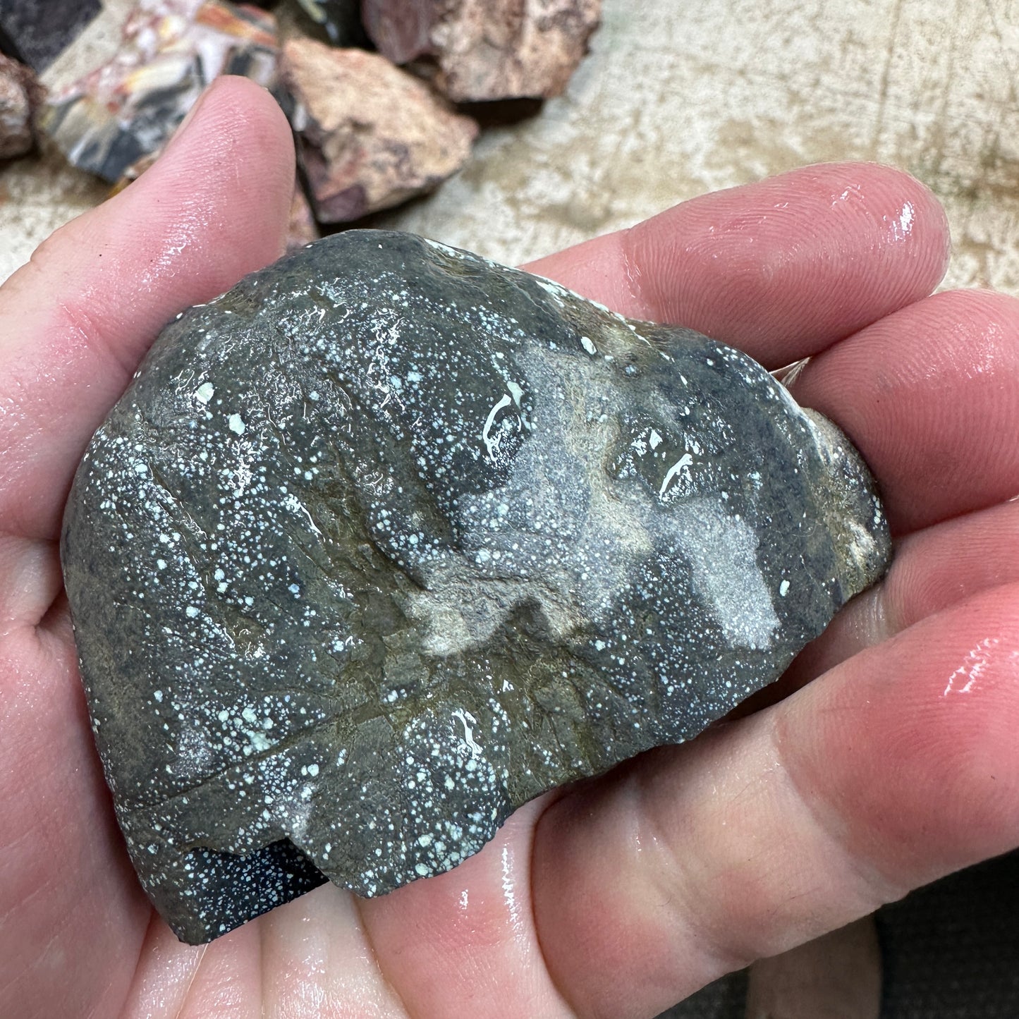 195 gram ANGELWING Variscite rough