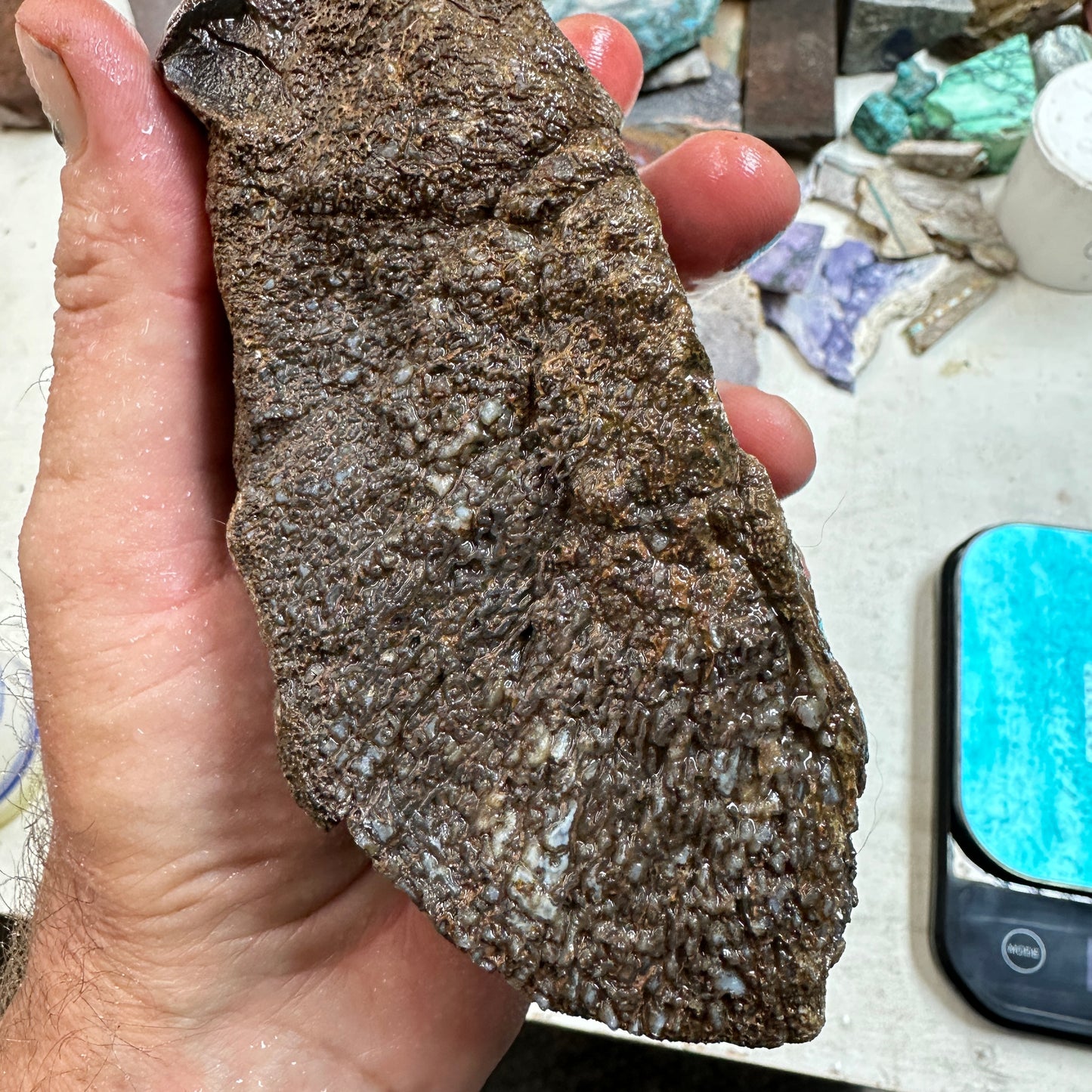 GEMBONE Dinosaur Bone Faced Rough - 2.63 Pounds