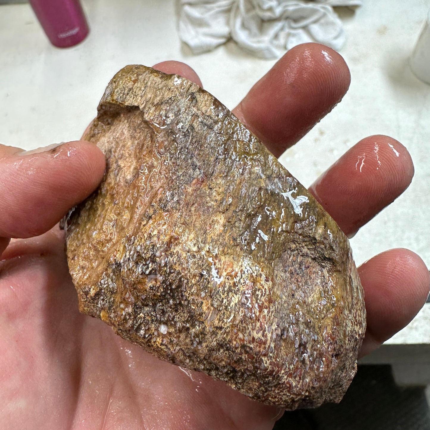 GEMBONE Dinosaur Bone Faced Rough - 0.86 Pounds