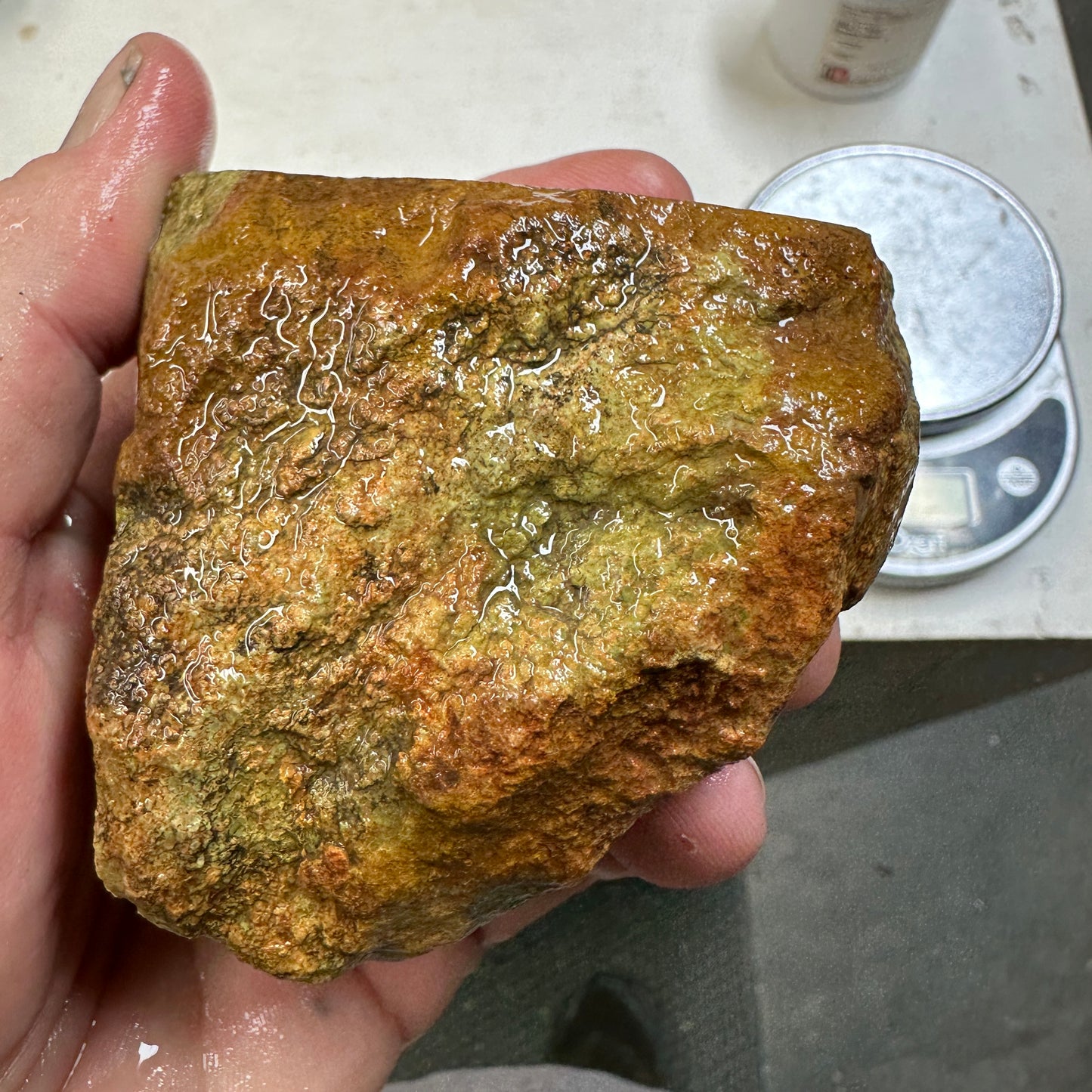 GEMBONE Dinosaur Bone Faced Rough - 16.7 ounces