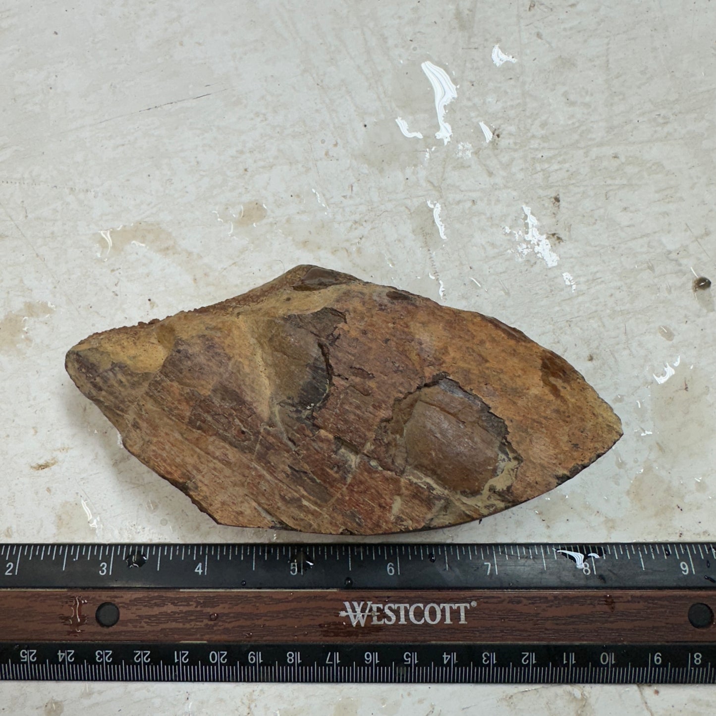 GEMBONE Dinosaur Bone Faced Rough - 1.00 Pounds