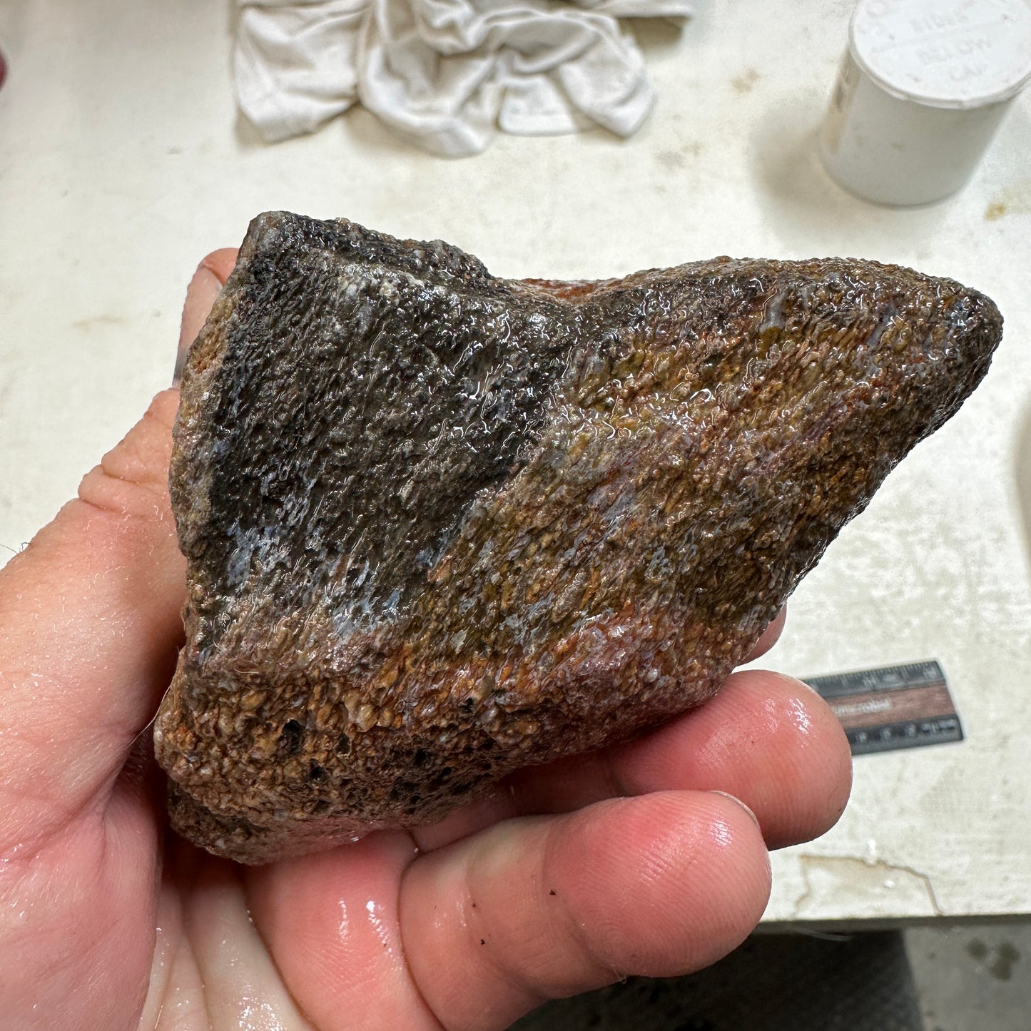 GEMBONE Dinosaur Bone Faced Rough - 0.81 Pounds