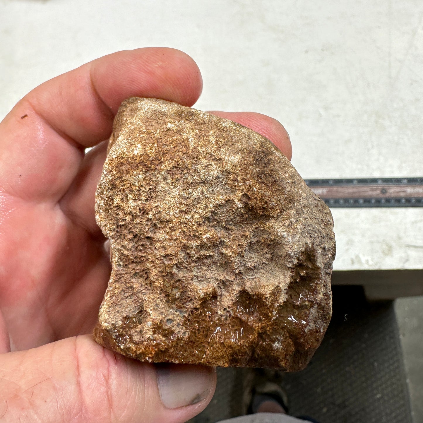 GEMBONE Dinosaur Bone Faced Rough - 10.3 ounces