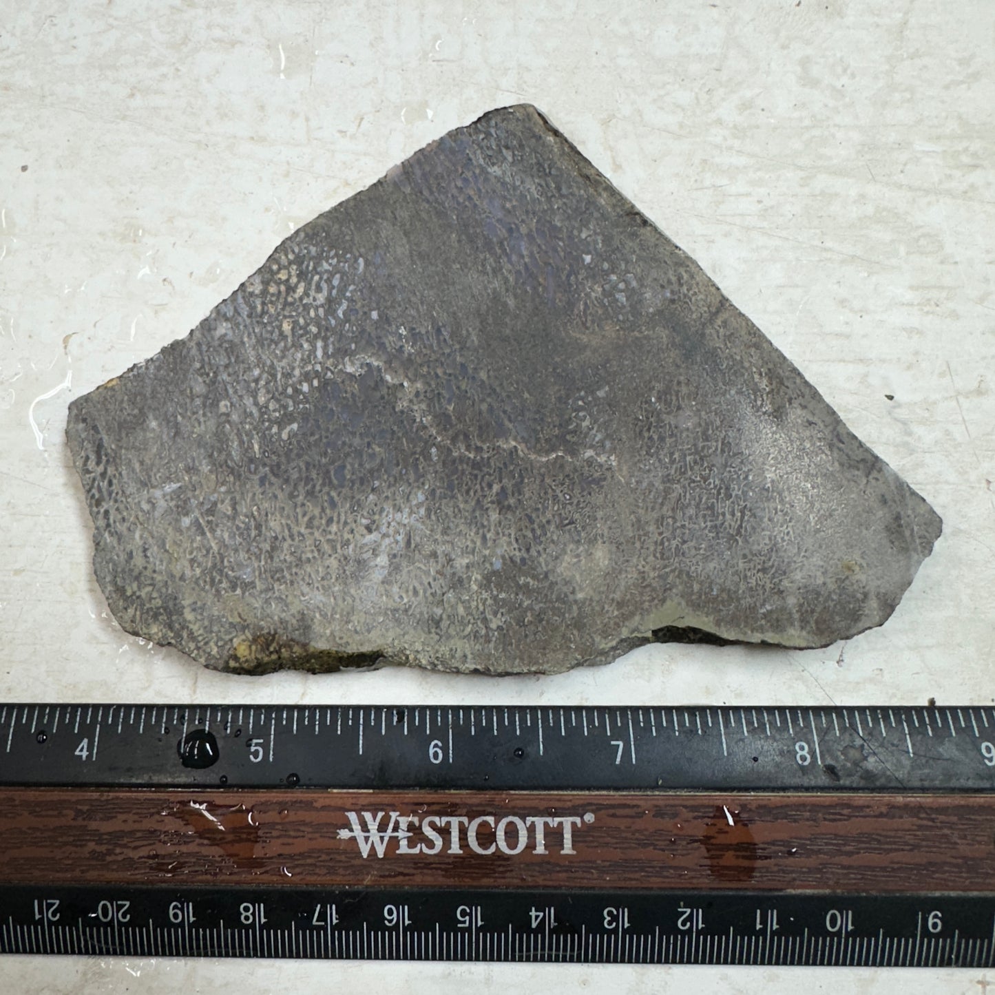 GEMBONE Dinosaur Bone Slab - 127 grams