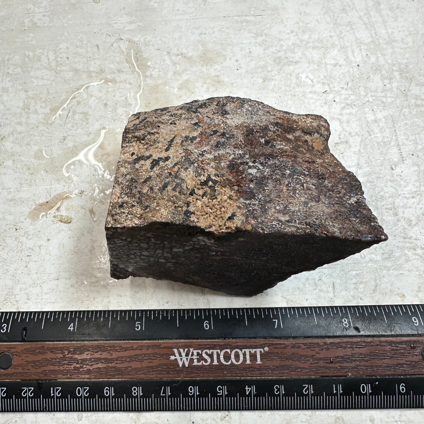 GEMBONE Dinosaur Bone Faced Rough - 13.7 ounces