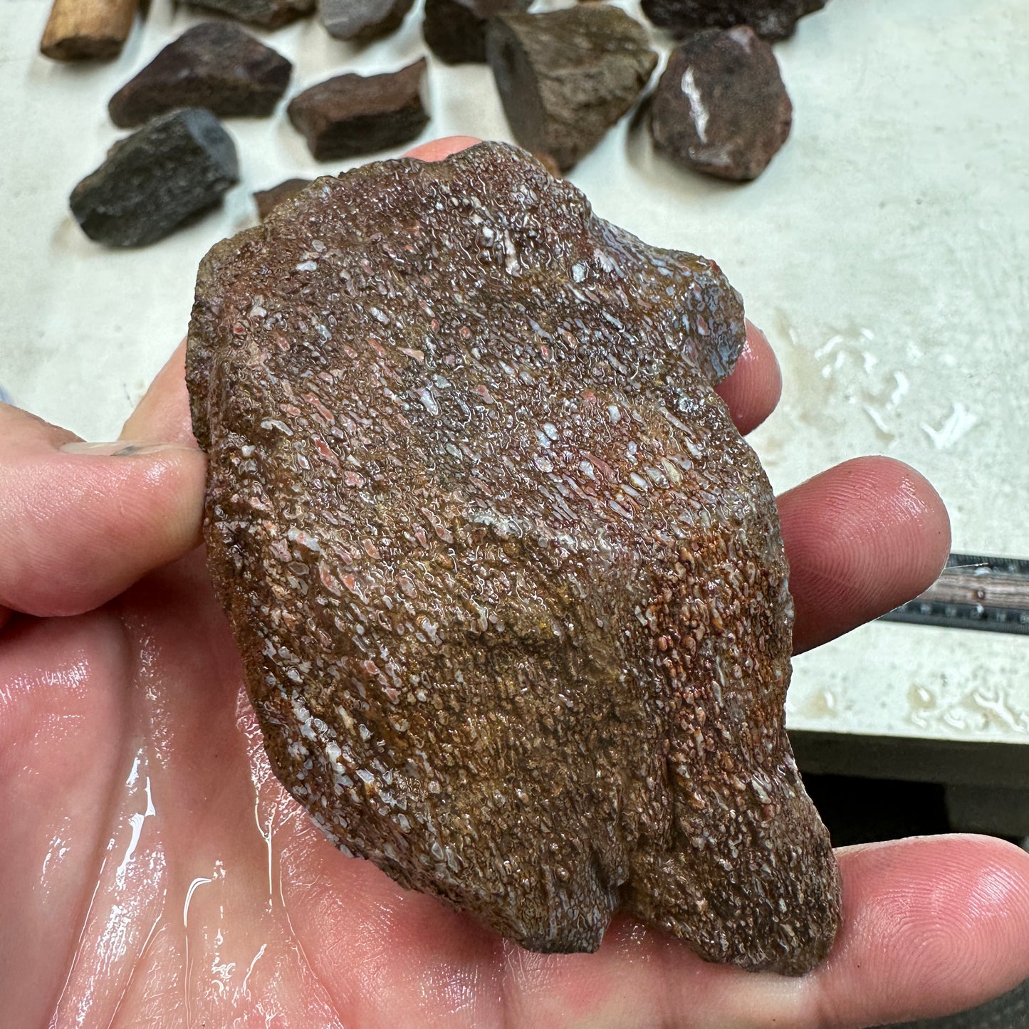 GEMBONE Dinosaur Bone Faced Rough - 13.4 ounces