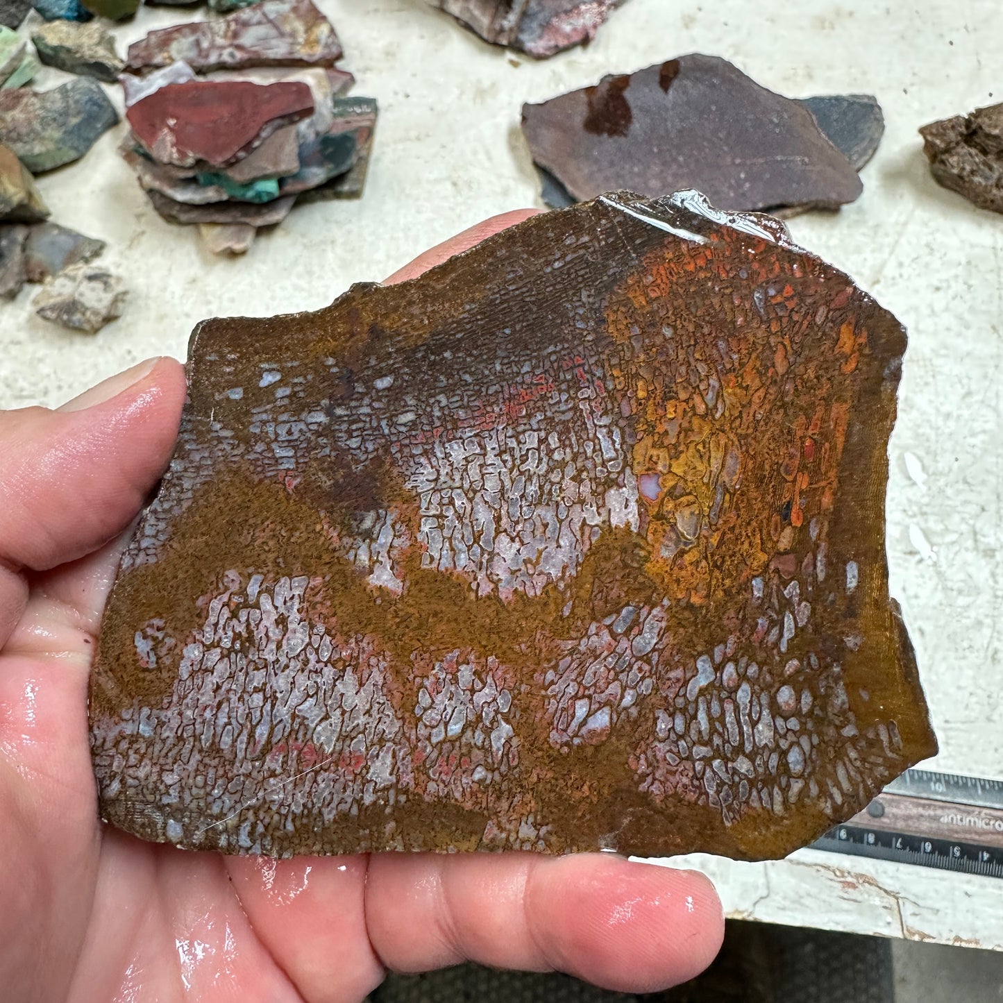 GEMBONE Dinosaur Bone Slab - 163 grams