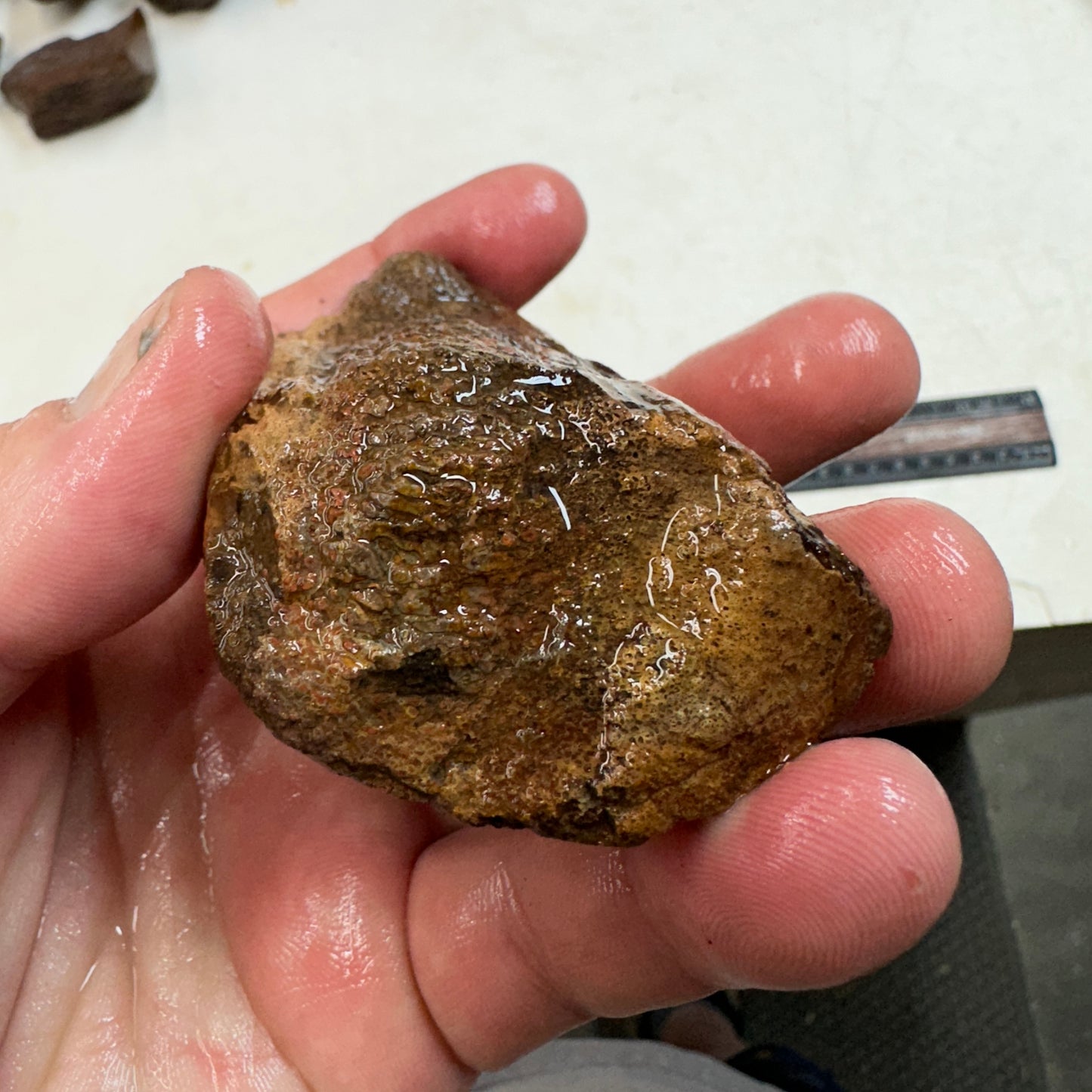 GEMBONE Dinosaur Bone Faced Rough - 9.4 ounces