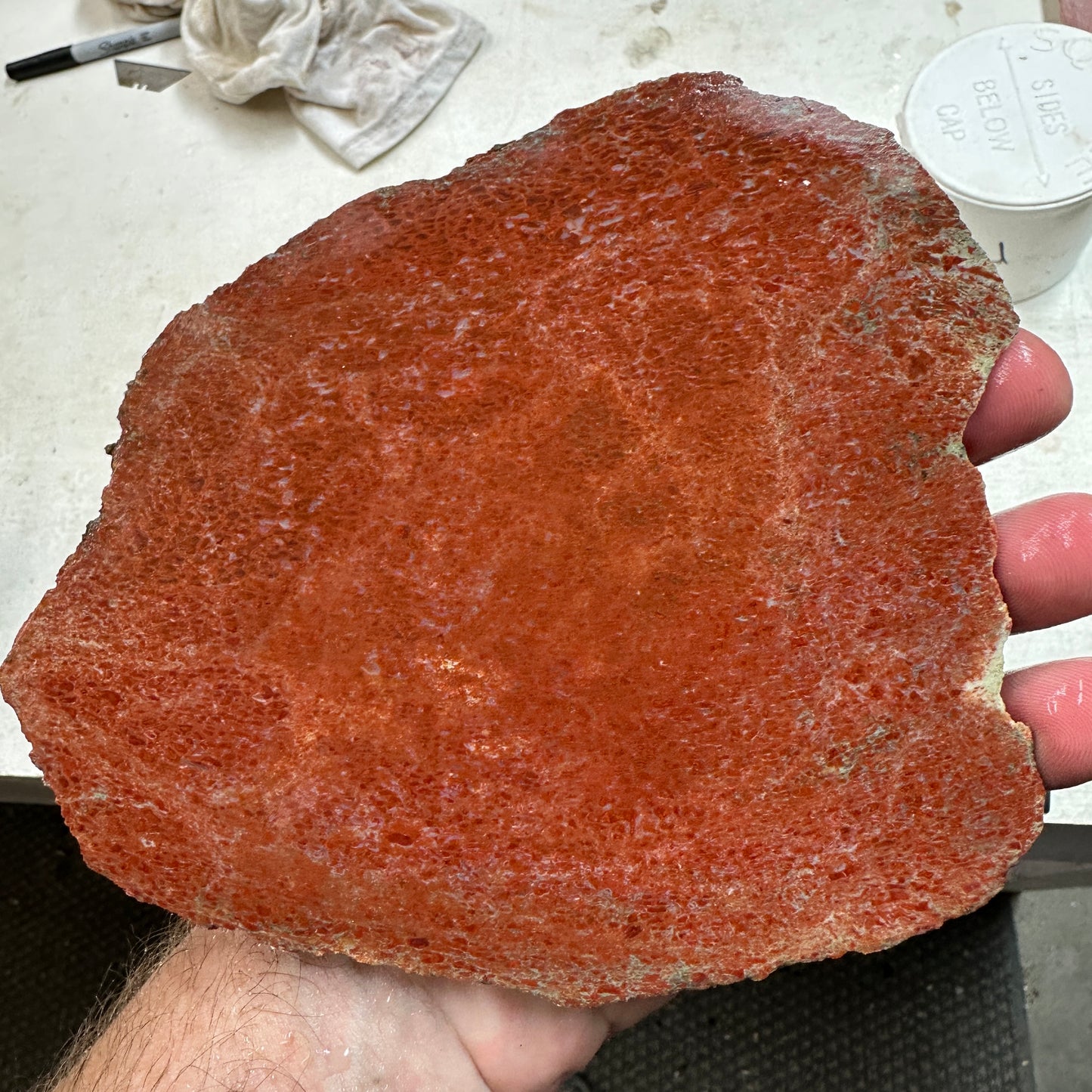 GEMBONE Dinosaur Bone Slab - 268 grams