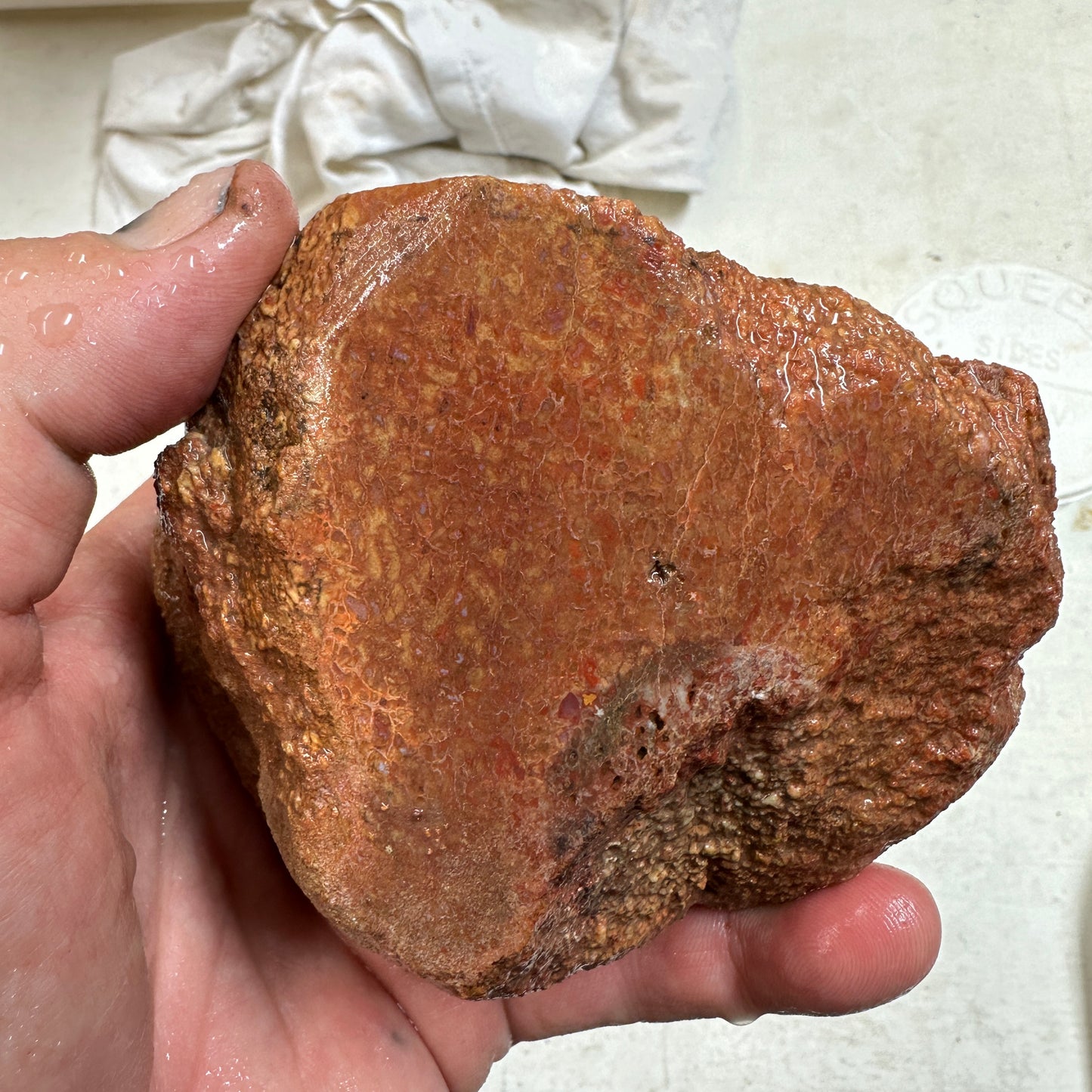 GEMBONE Dinosaur Bone Faced Rough - 1.49 Pounds