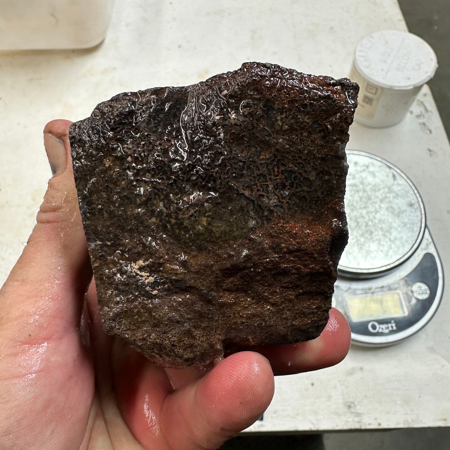 GEMBONE Dinosaur Bone Faced Rough - 2.15 Pounds