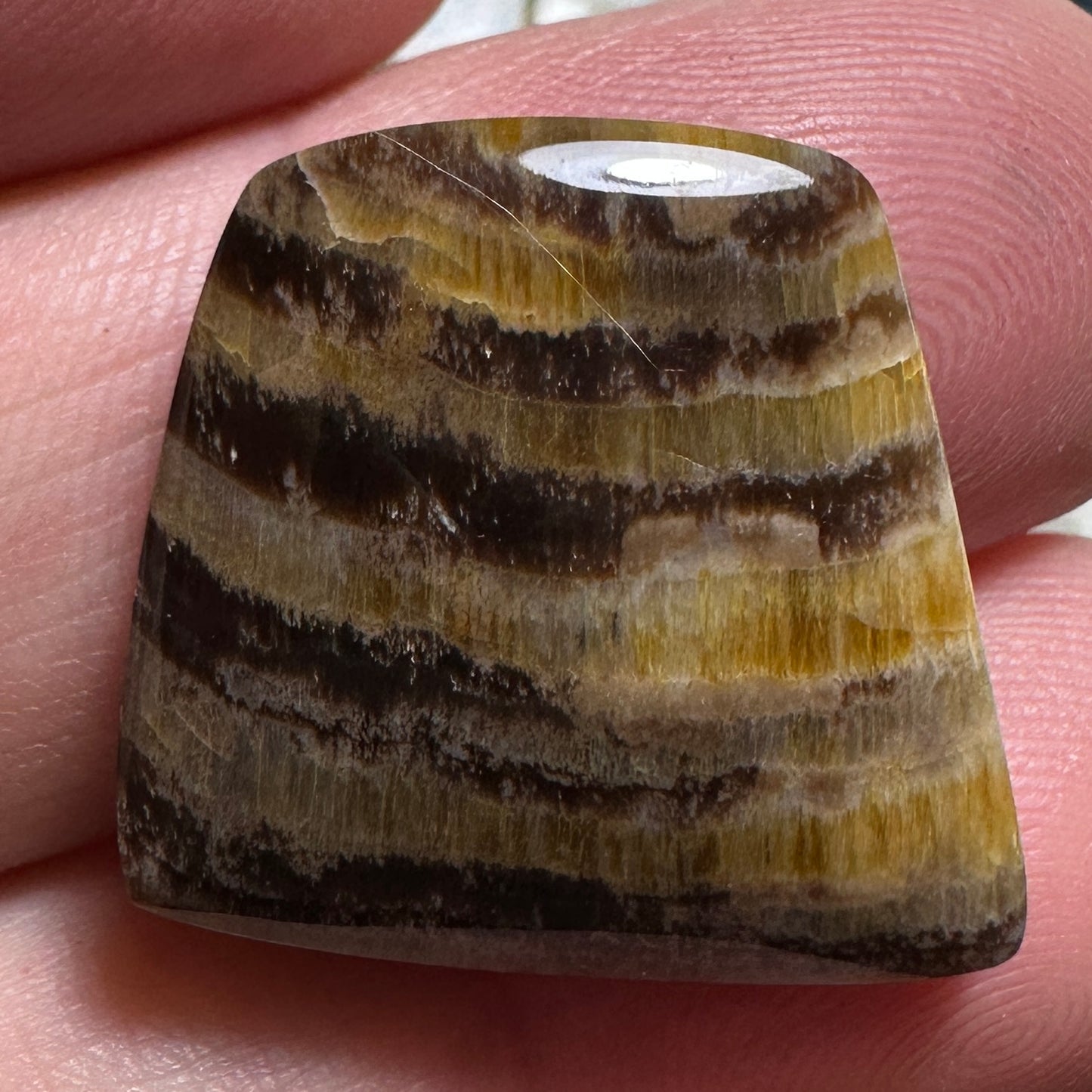 PETRIFIED WOOD cabochon