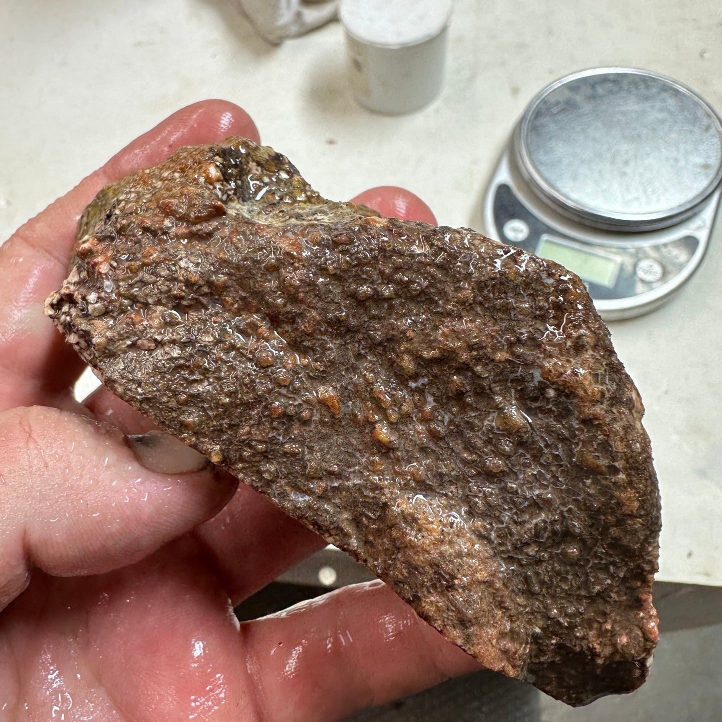 GEMBONE Dinosaur Bone Faced Rough - 0.78 Pounds