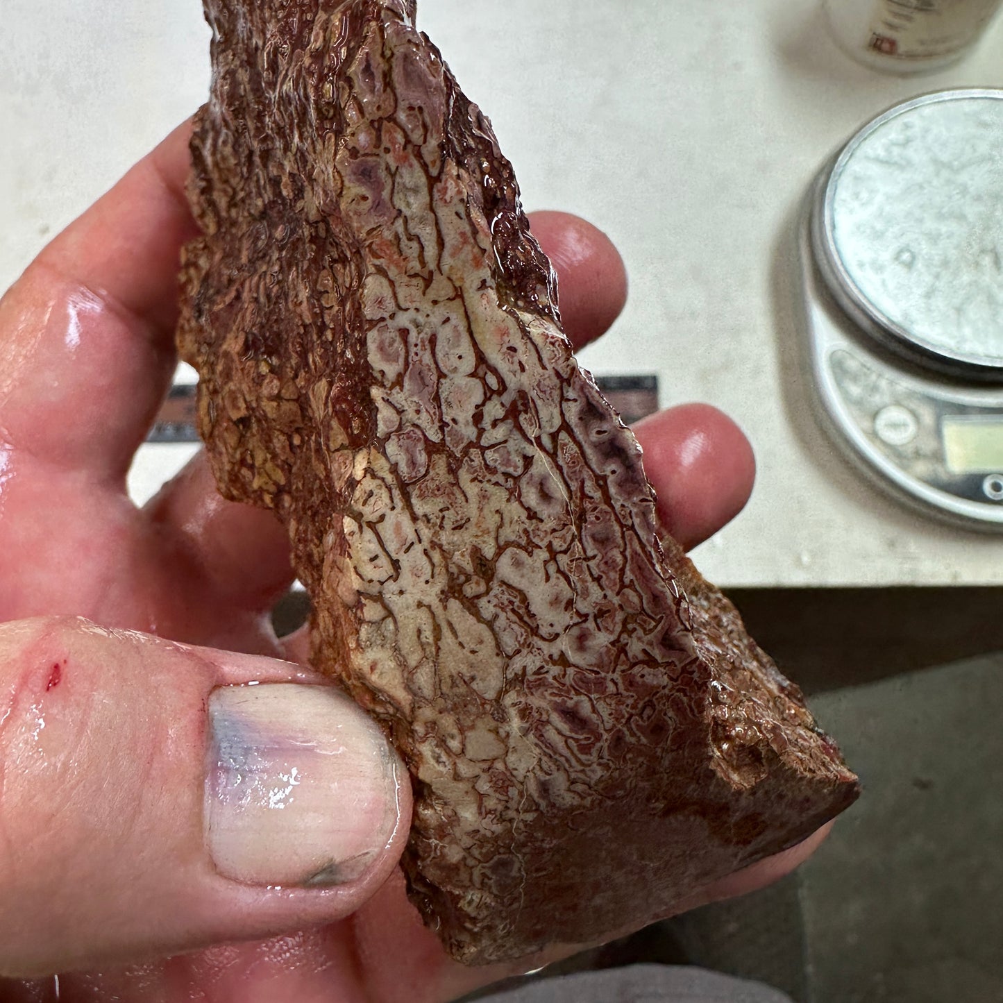 GEMBONE Dinosaur Bone Faced Rough - 12.4 ounces