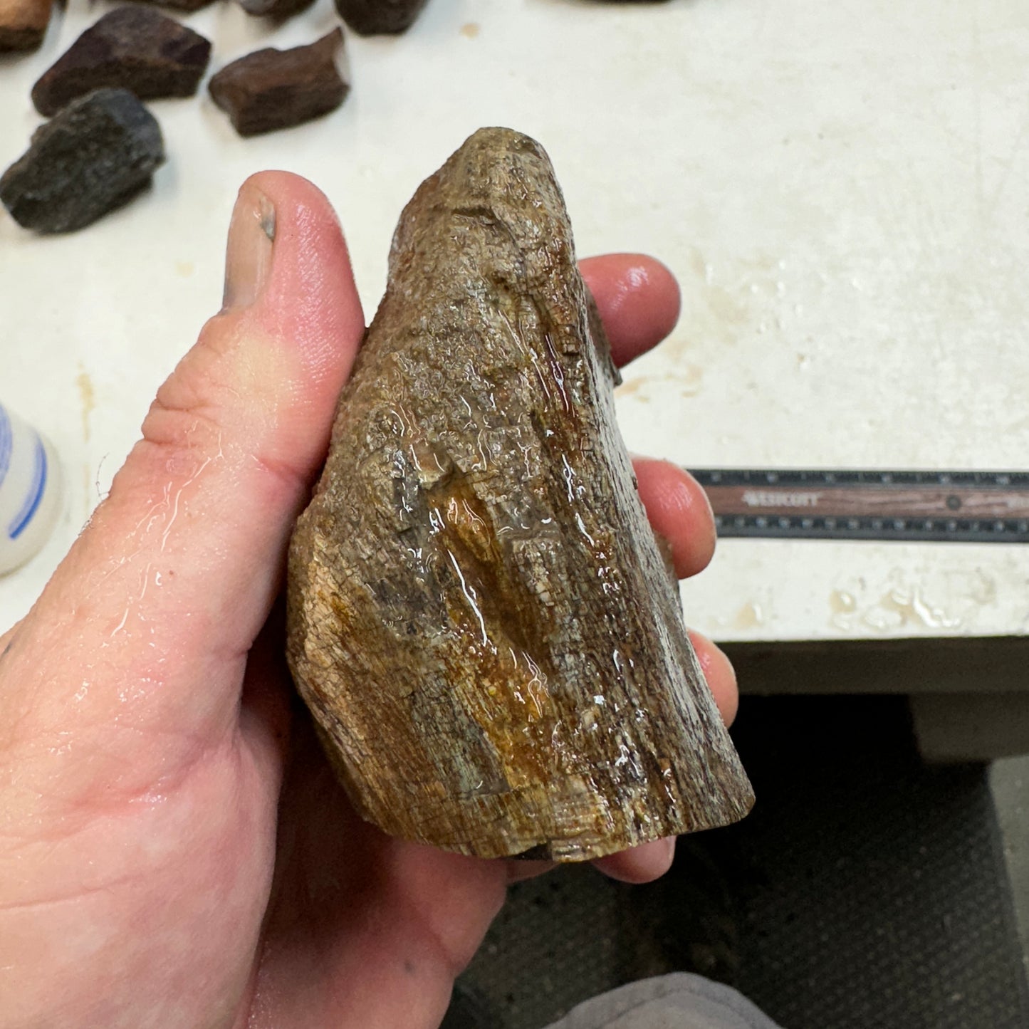 GEMBONE Dinosaur Bone Faced Rough - 19.7 ounces