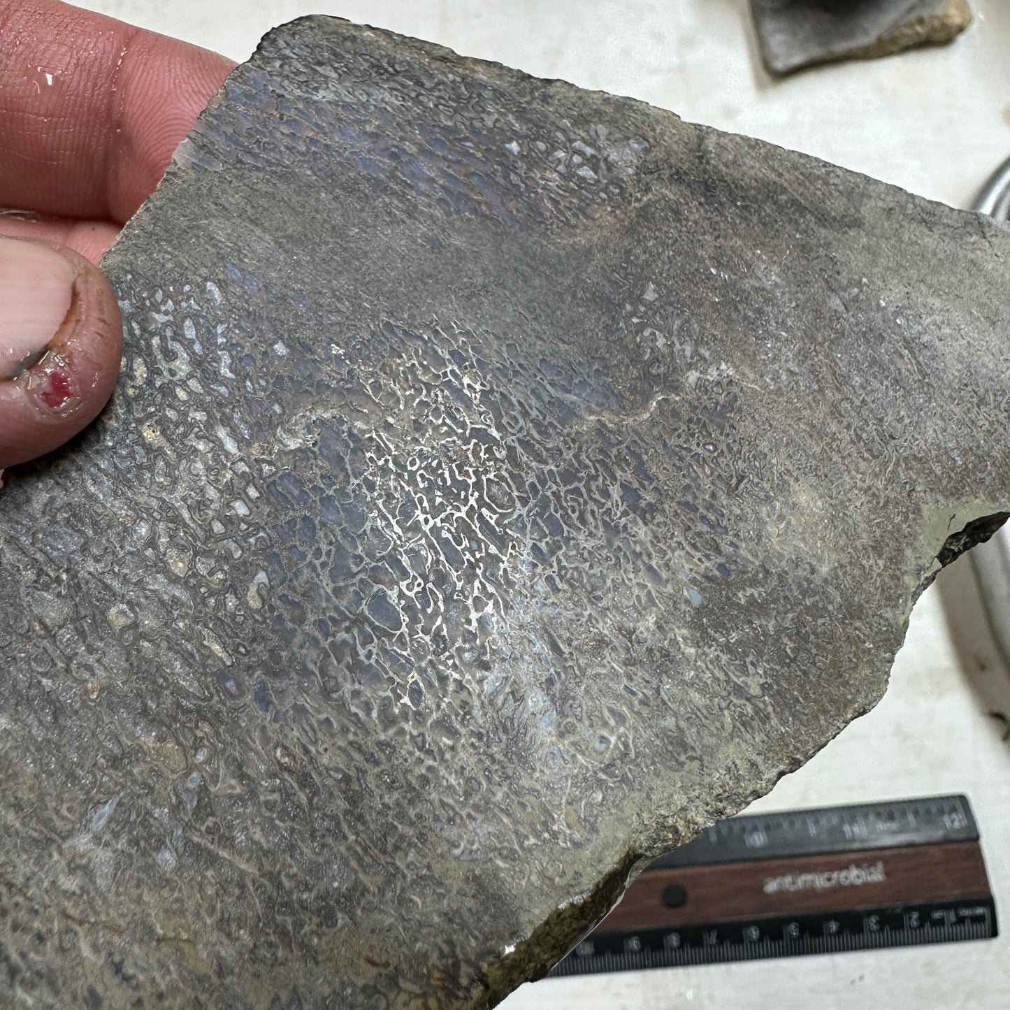 GEMBONE Dinosaur Bone Slab - 127 grams