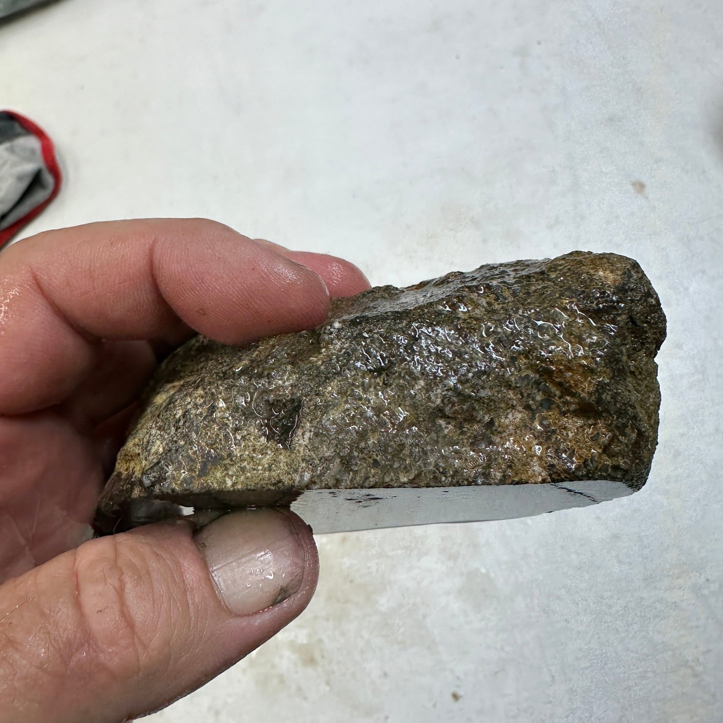 GEMBONE Dinosaur Bone Faced Rough - 1.10 Pounds