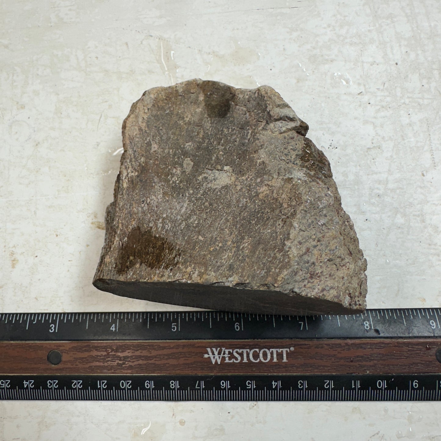 GEMBONE Dinosaur Bone Faced Rough - 19.7 ounces